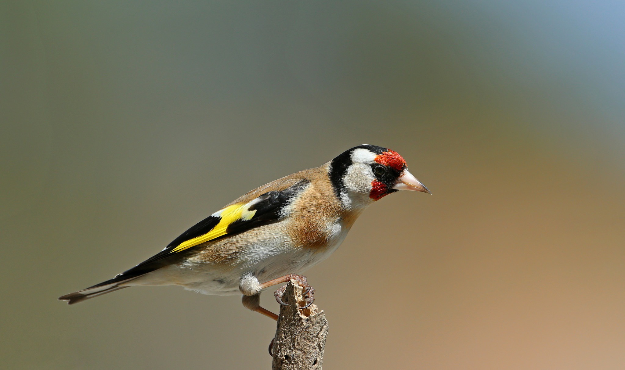 Bird Goldfinch Wildlife 2048x1213
