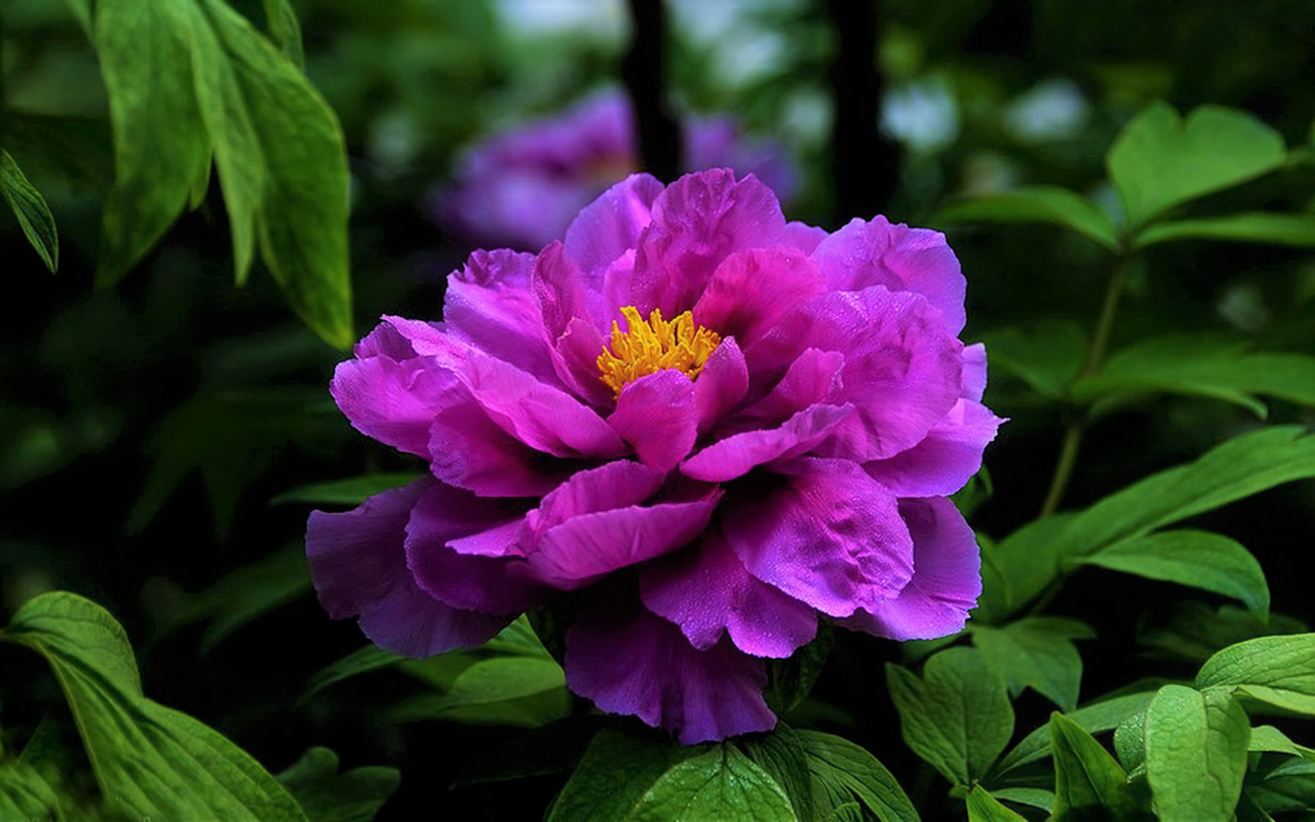Earth Flower Peony Purple Flower 1920x1200