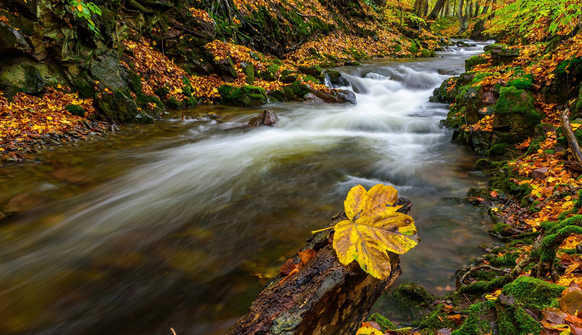 Natural fall. Листья в реке. River Fall. Озеро лес листочки.