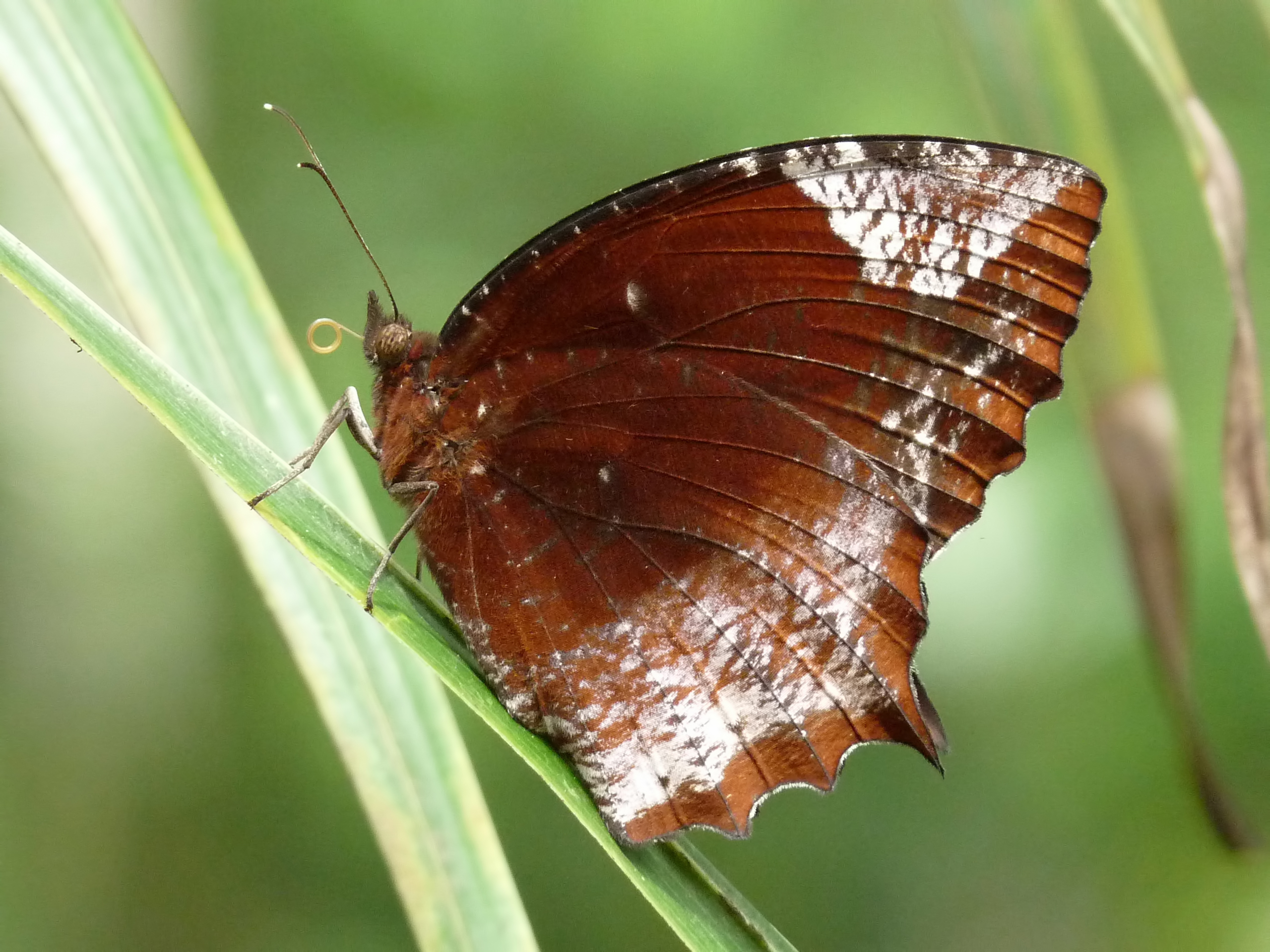 Animal Butterfly Tailed Palmfly 2560x1920