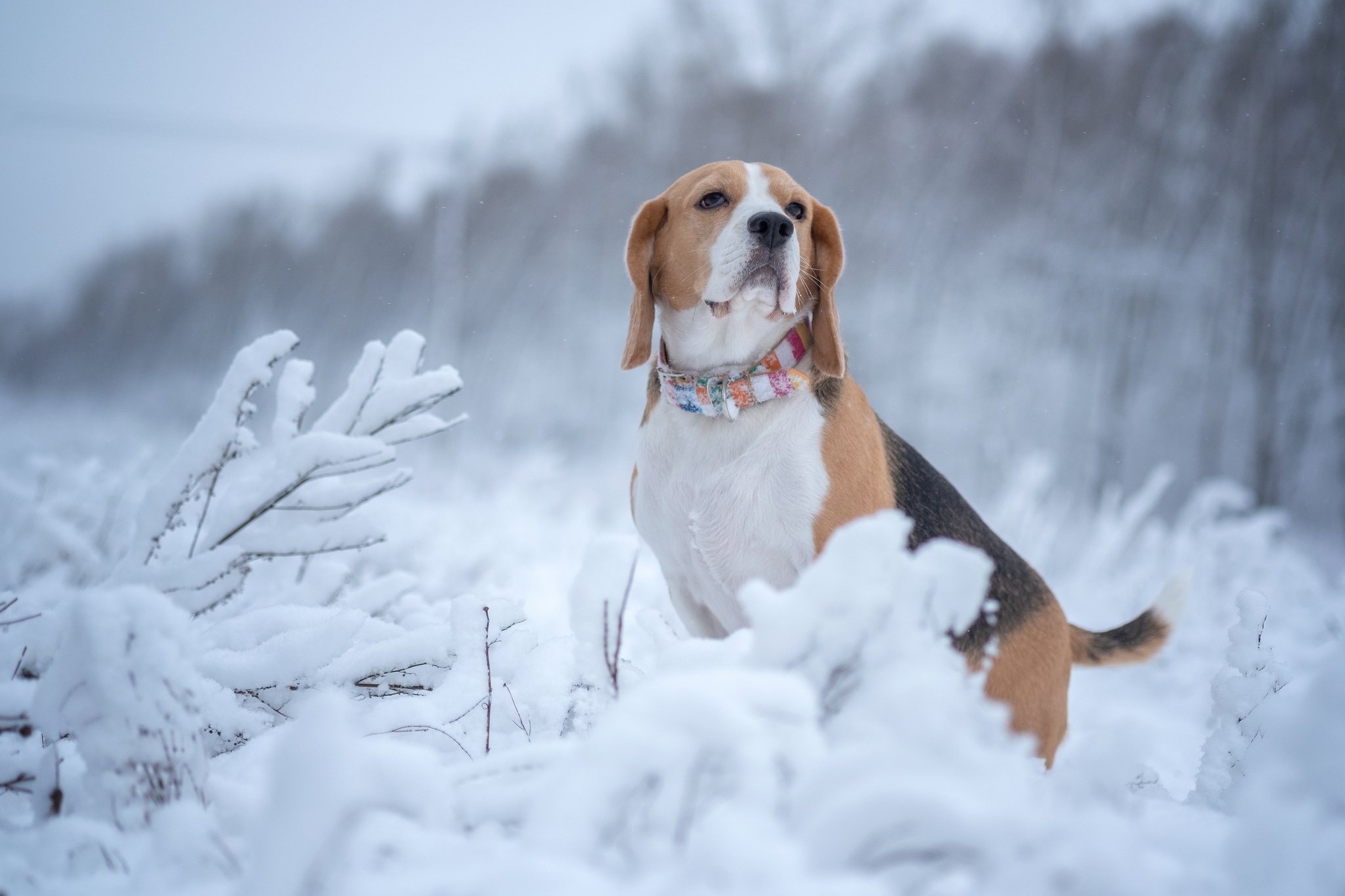 Beagle Dog Pet Snow Winter 2048x1365