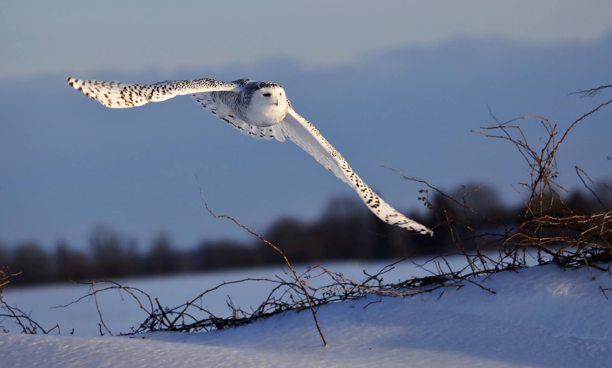 Bird Owl Snow Snowy Owl Wildlife 2048x1232