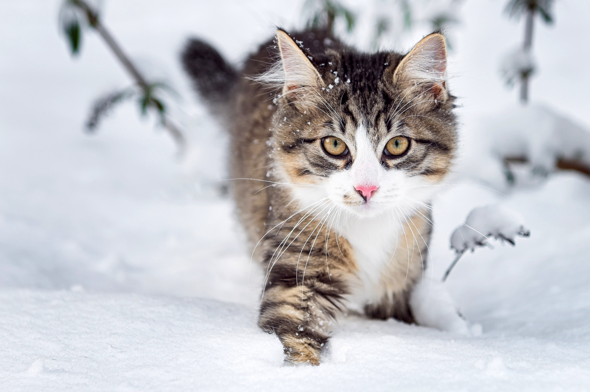 Cat Fluffy Snow Whiskers Winter 2048x1360
