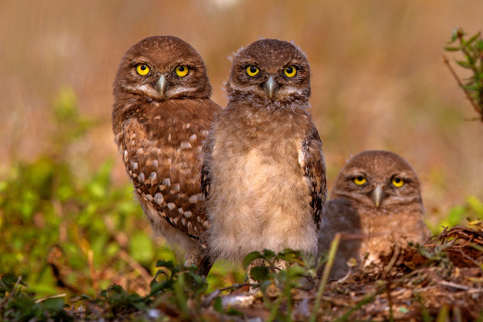Baby Animal Bird Owl Owlet Wildlife 2000x1334