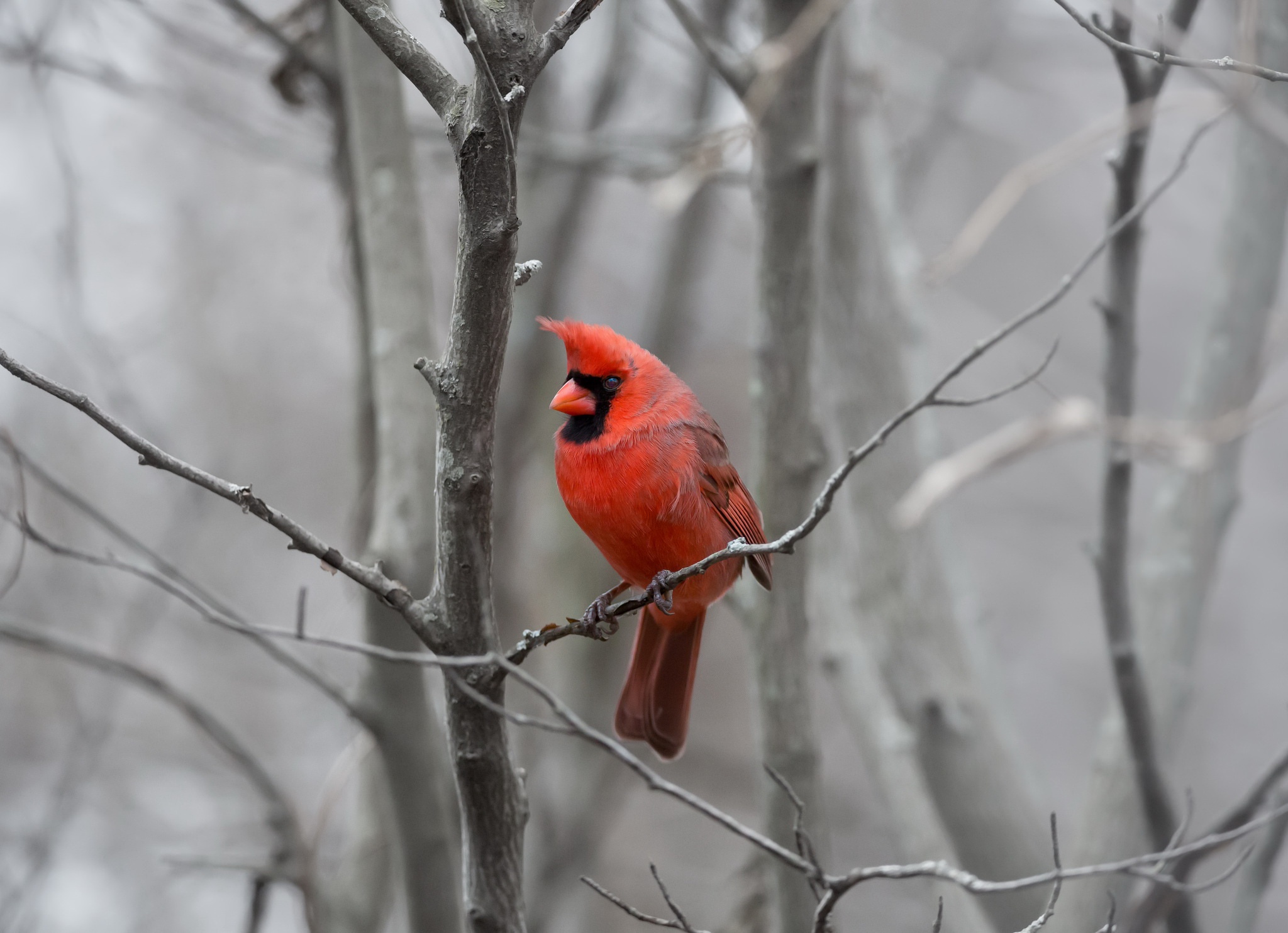 Bird Cardinal Wildlife 2048x1484