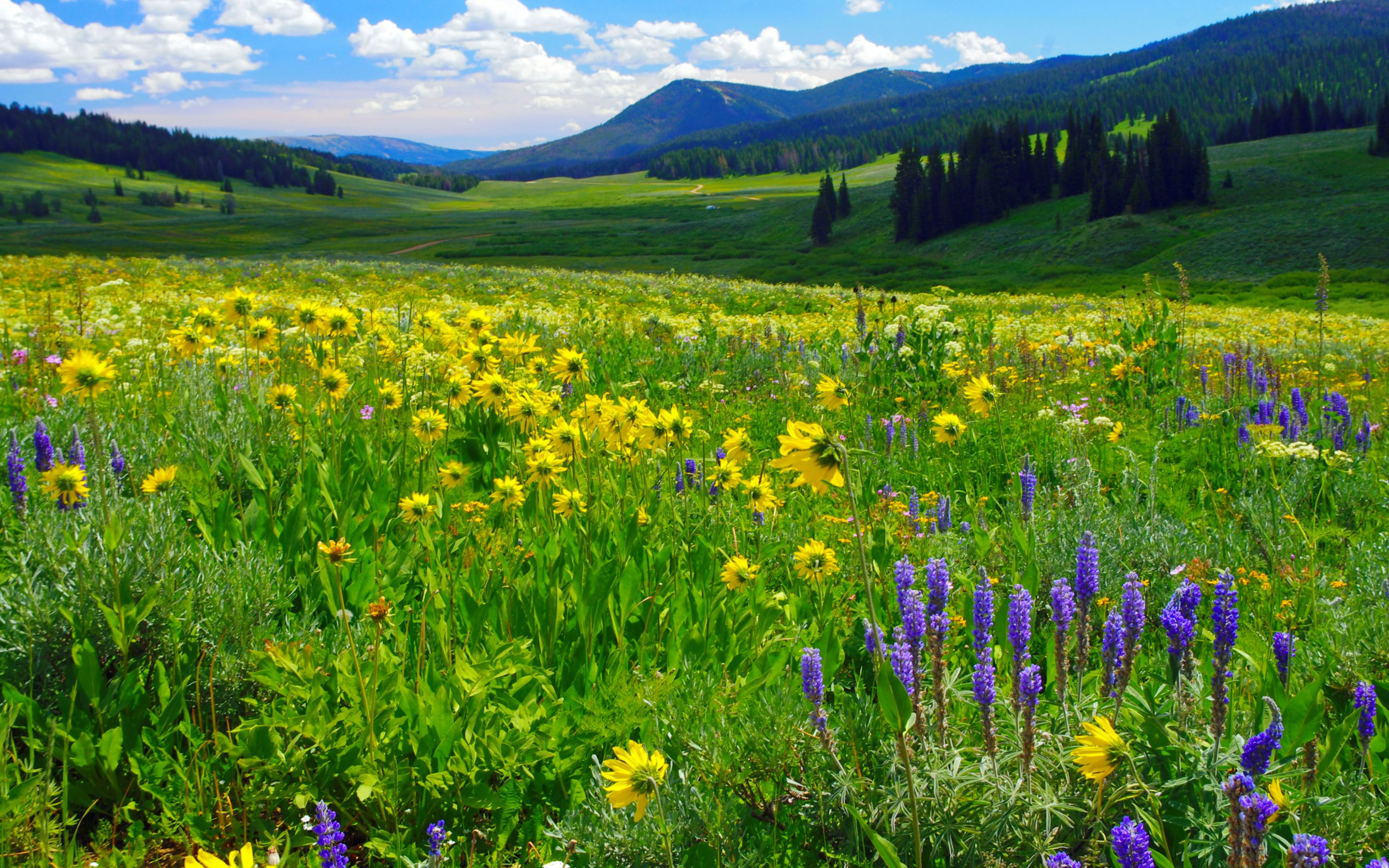 Field Flower Landscape Mountain 3936x2460