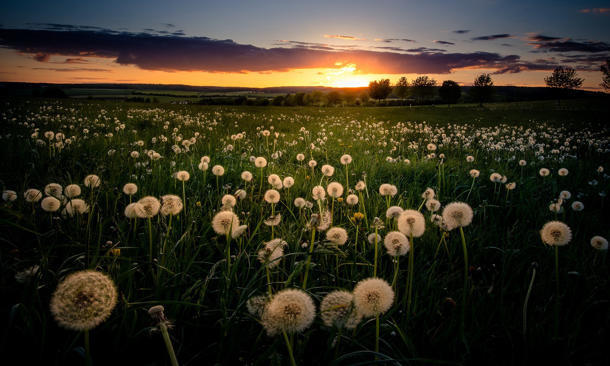 Dandelion Field Summer Sunset 2048x1231
