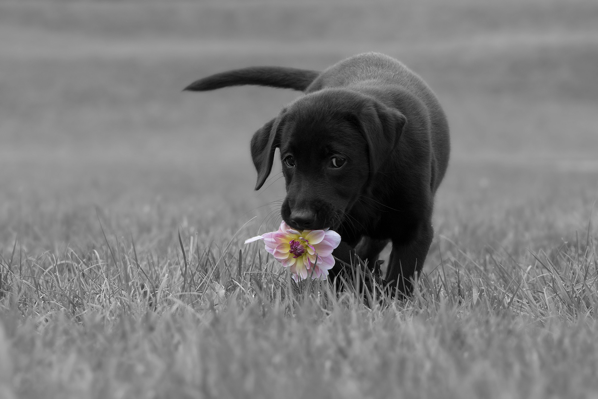 Baby Animal Dog Labrador Pet Puppy 2000x1333