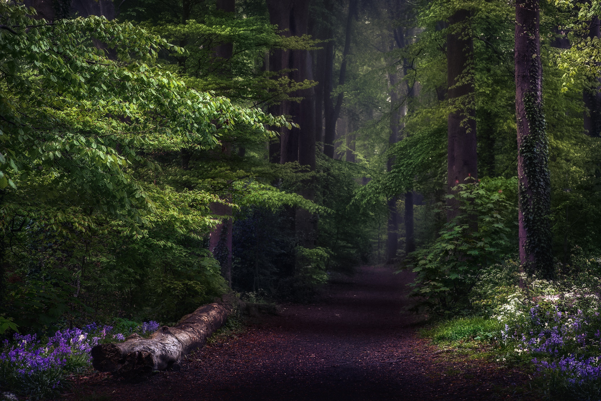 Forest Greenery Nature Path 2048x1367