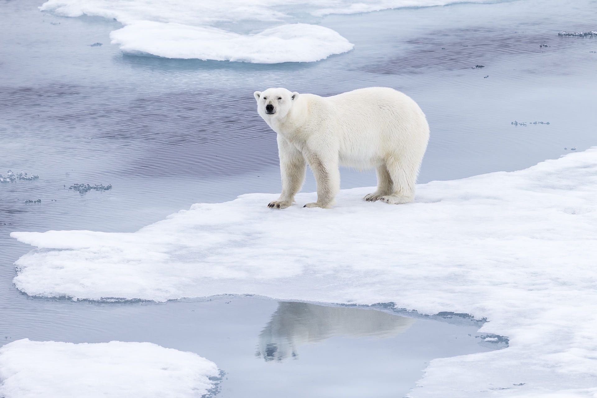 Bear Polar Bear Wildlife 1920x1280