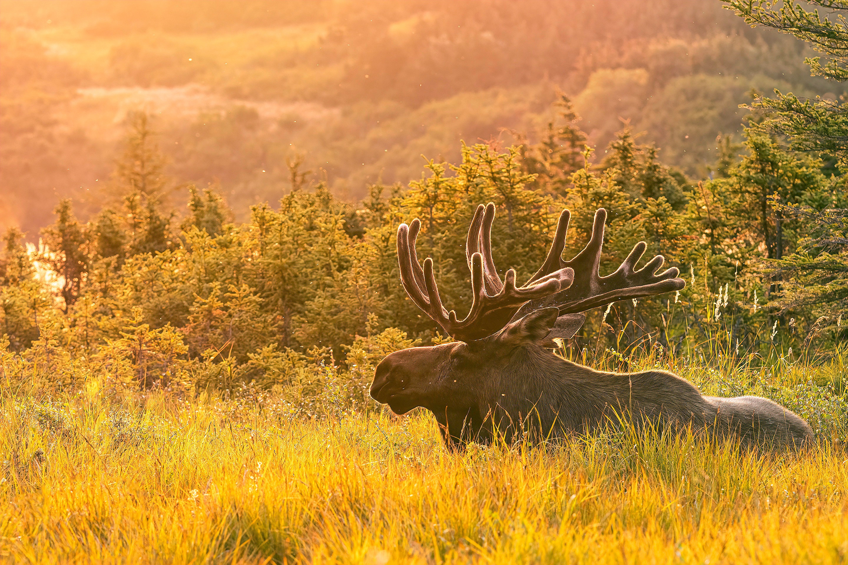 Moose Wildlife 2880x1920