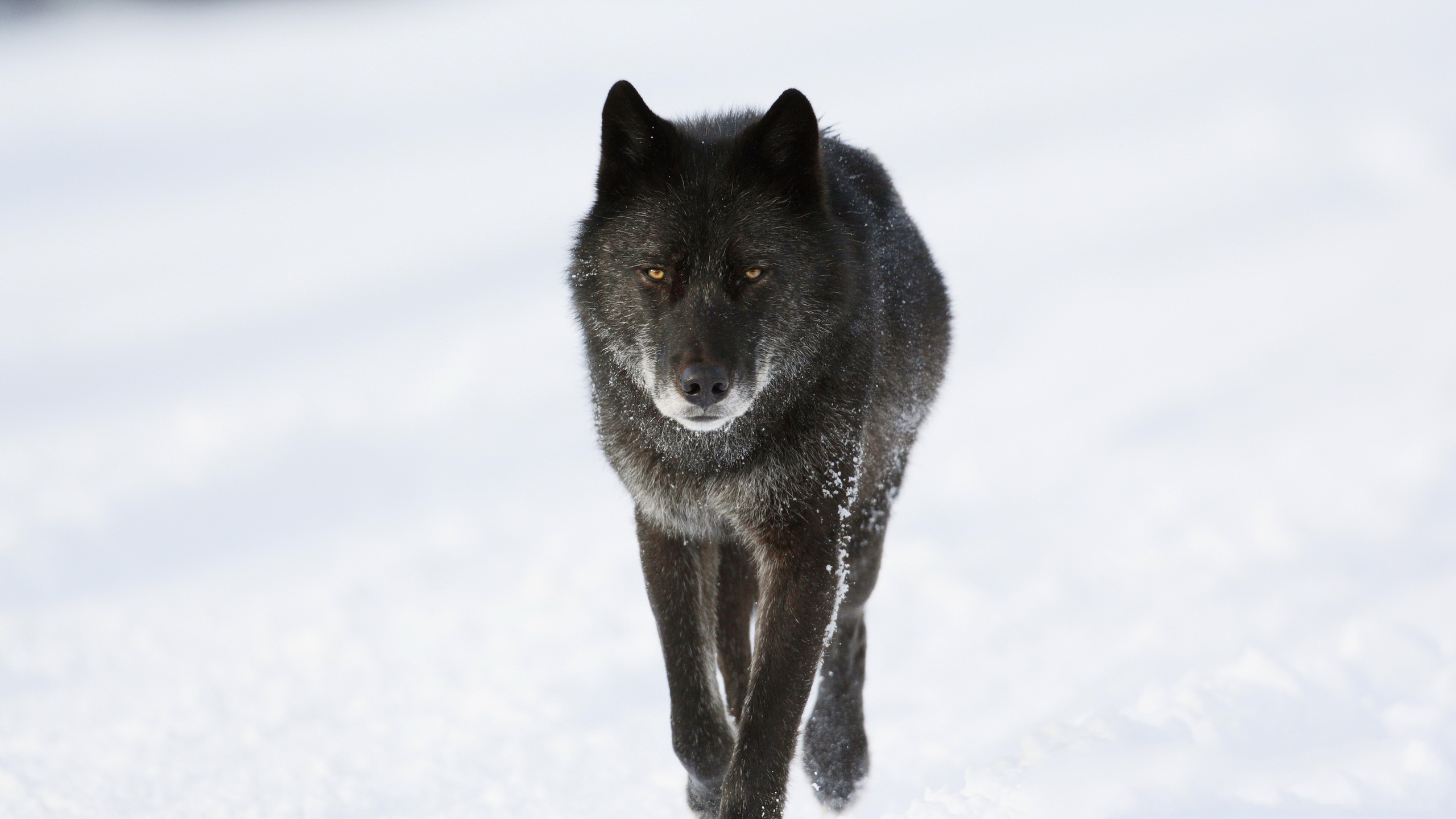 Wildlife Wolf 2560x1440