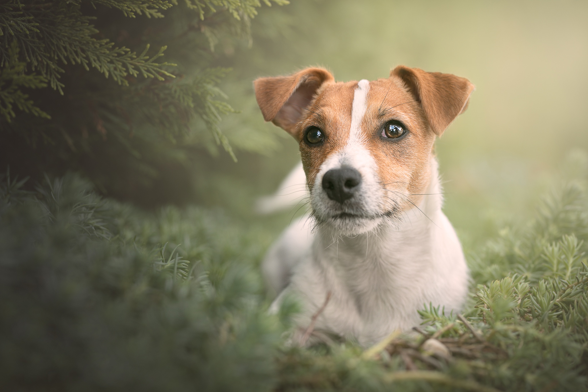 Dog Jack Russell Terrier Pet 2048x1365
