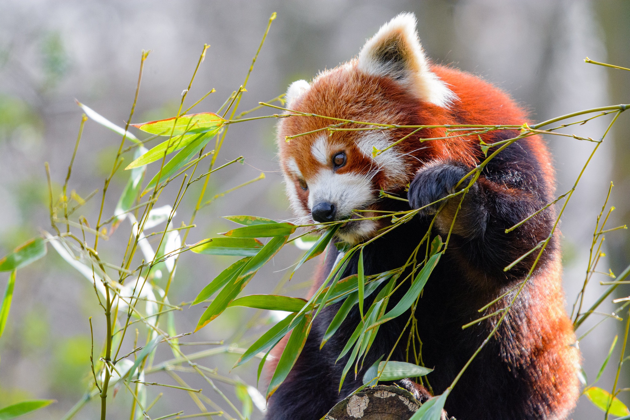 Red Panda Wildlife 2048x1365