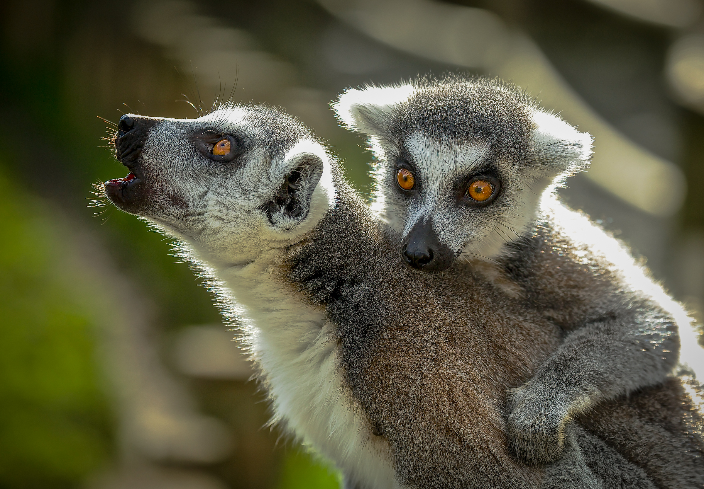 Lemur Primate 2400x1669