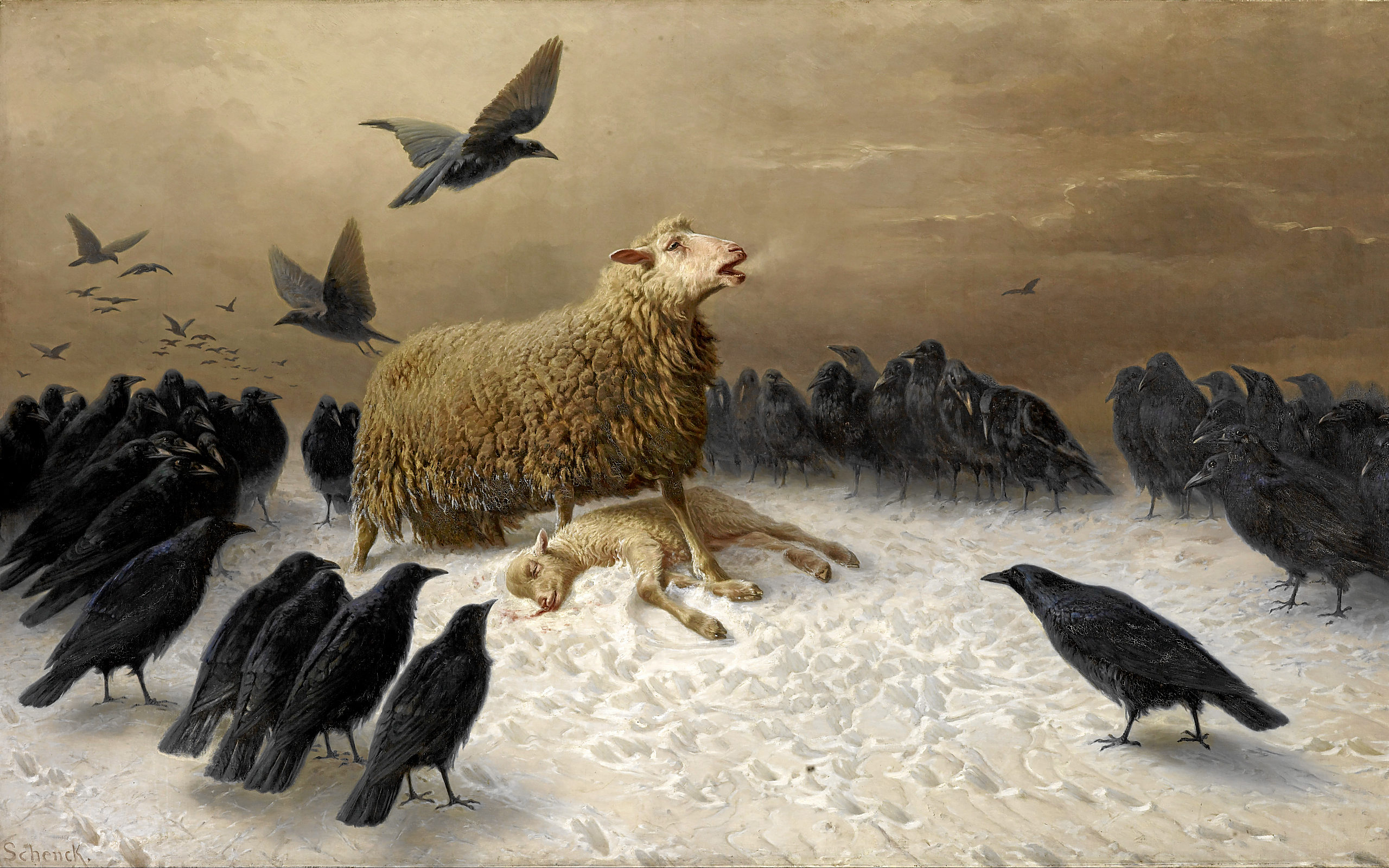 Bird Crow Sheep 2560x1600