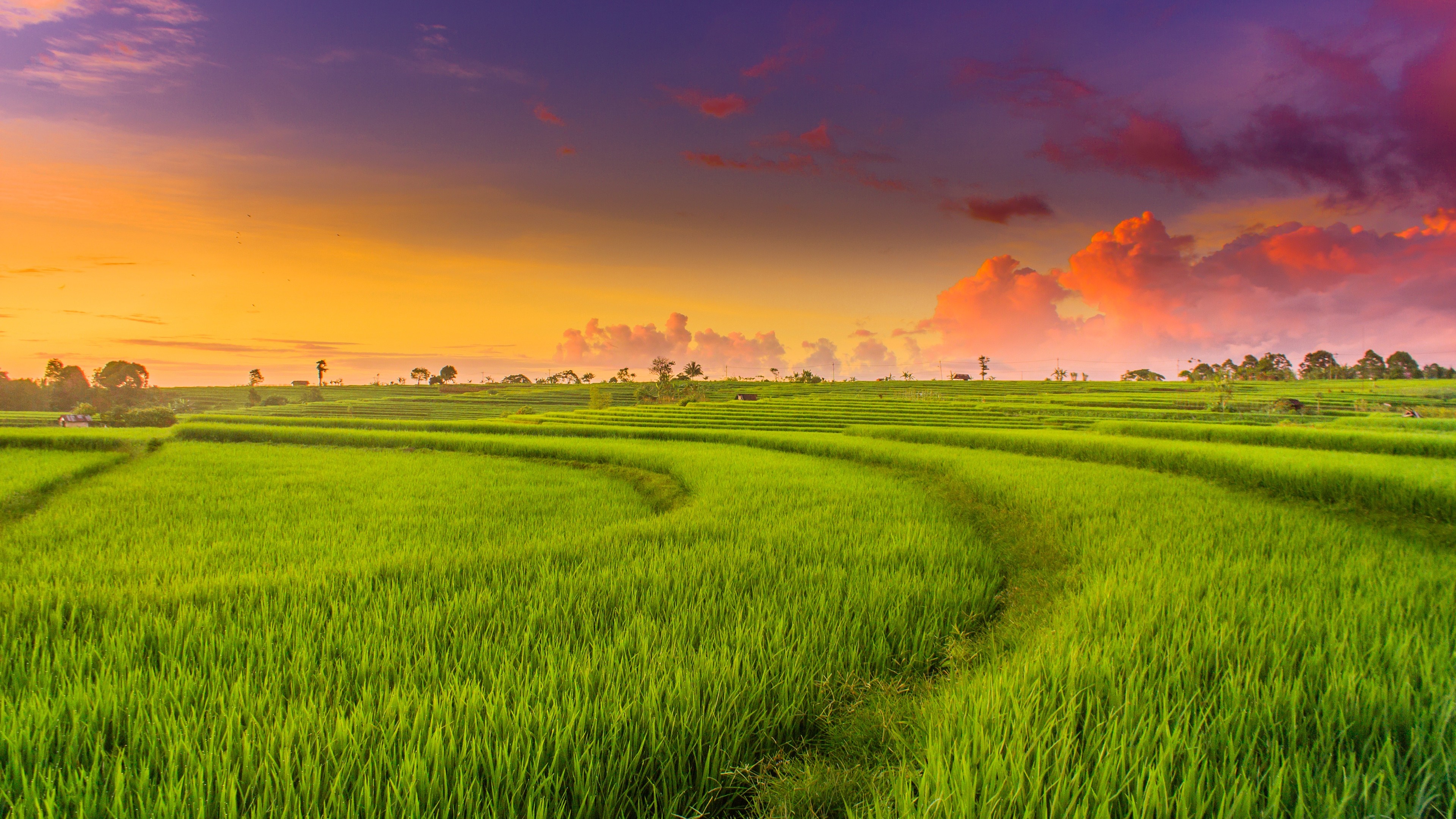 Field Grass Paddy Field Sunset 3840x2160