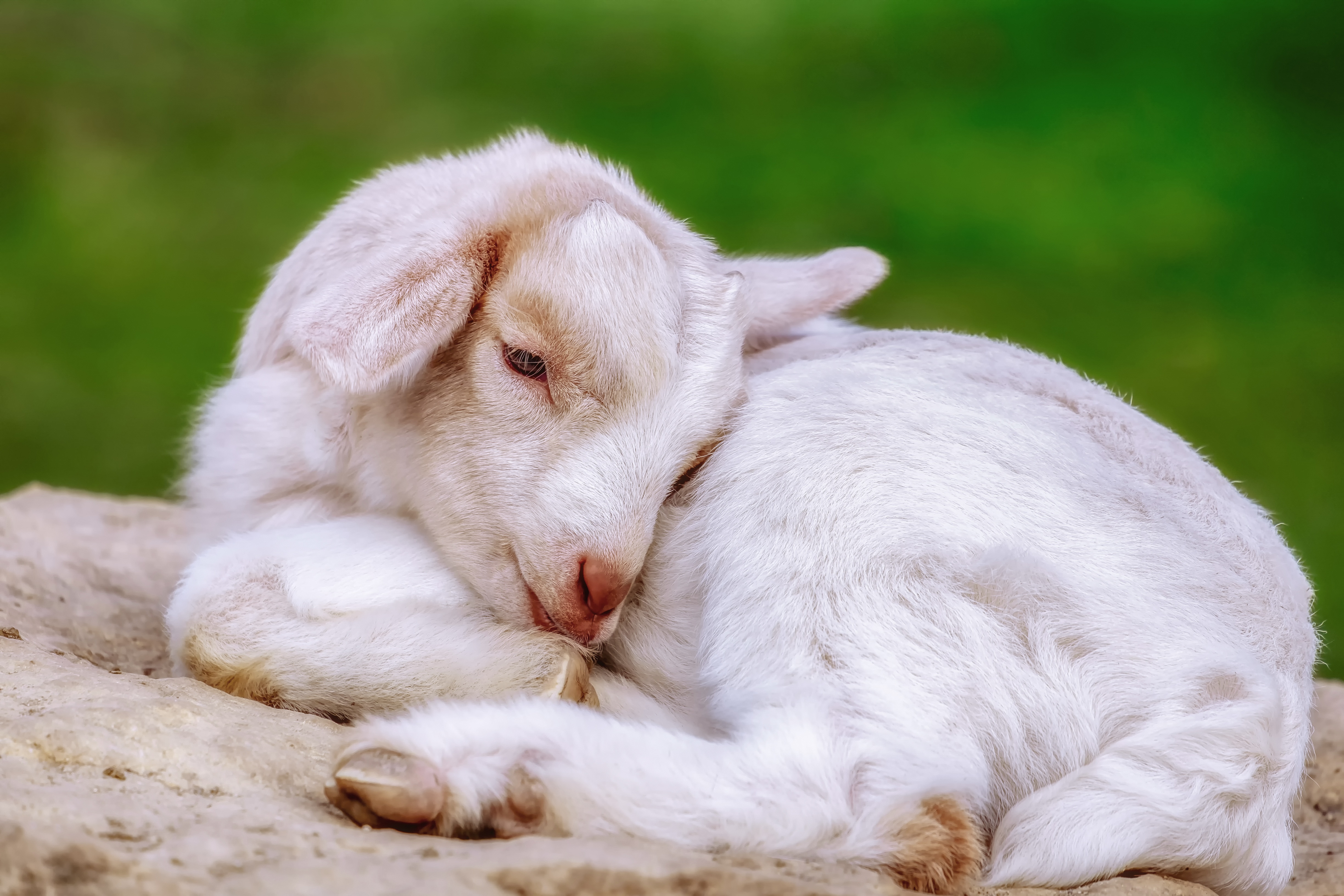 Baby Animal Goat Lying Down 4896x3264