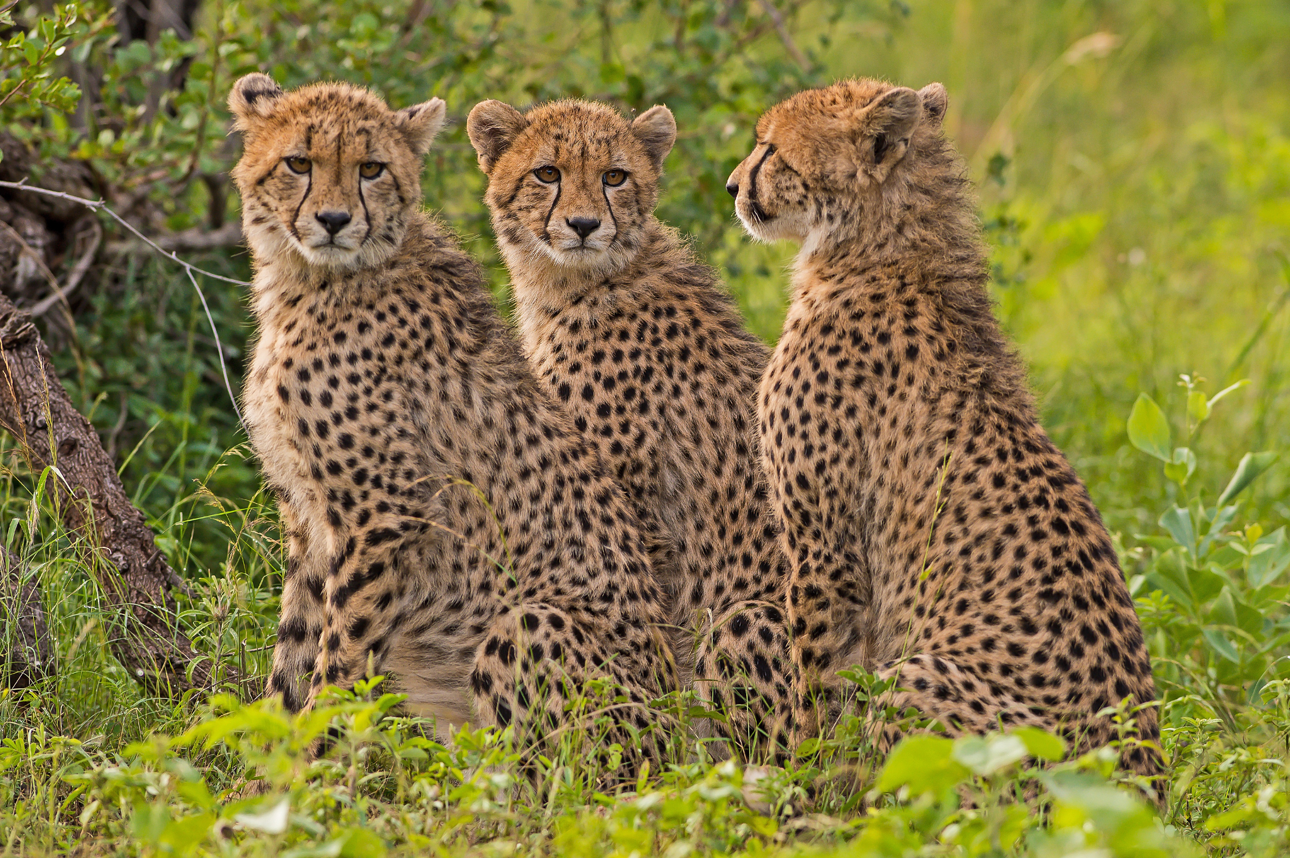 Big Cat Cheetah Wildlife Predator Animal 4256x2832