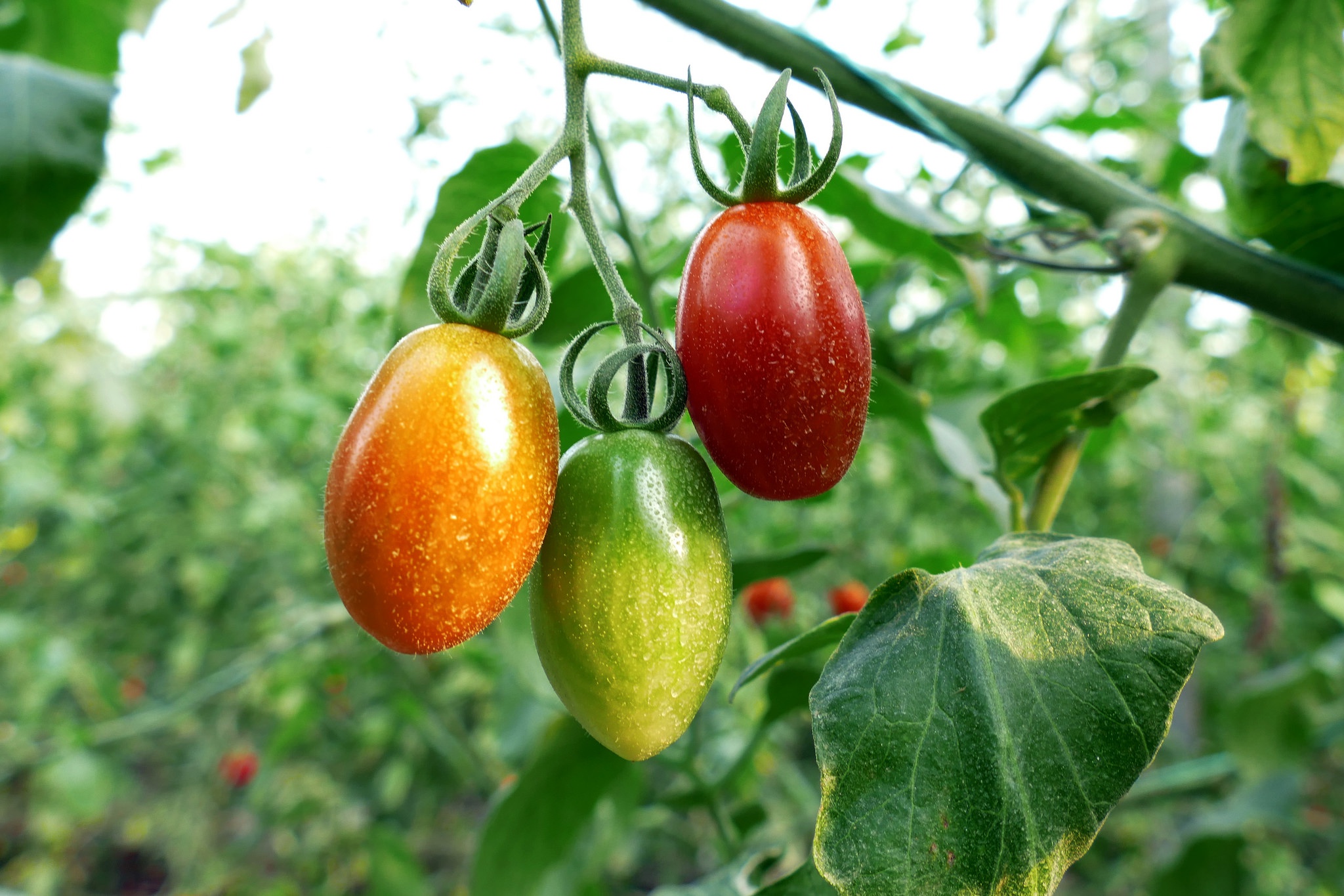 Food Fruit Plants Leaves Tomatoes Vegetables 2048x1365