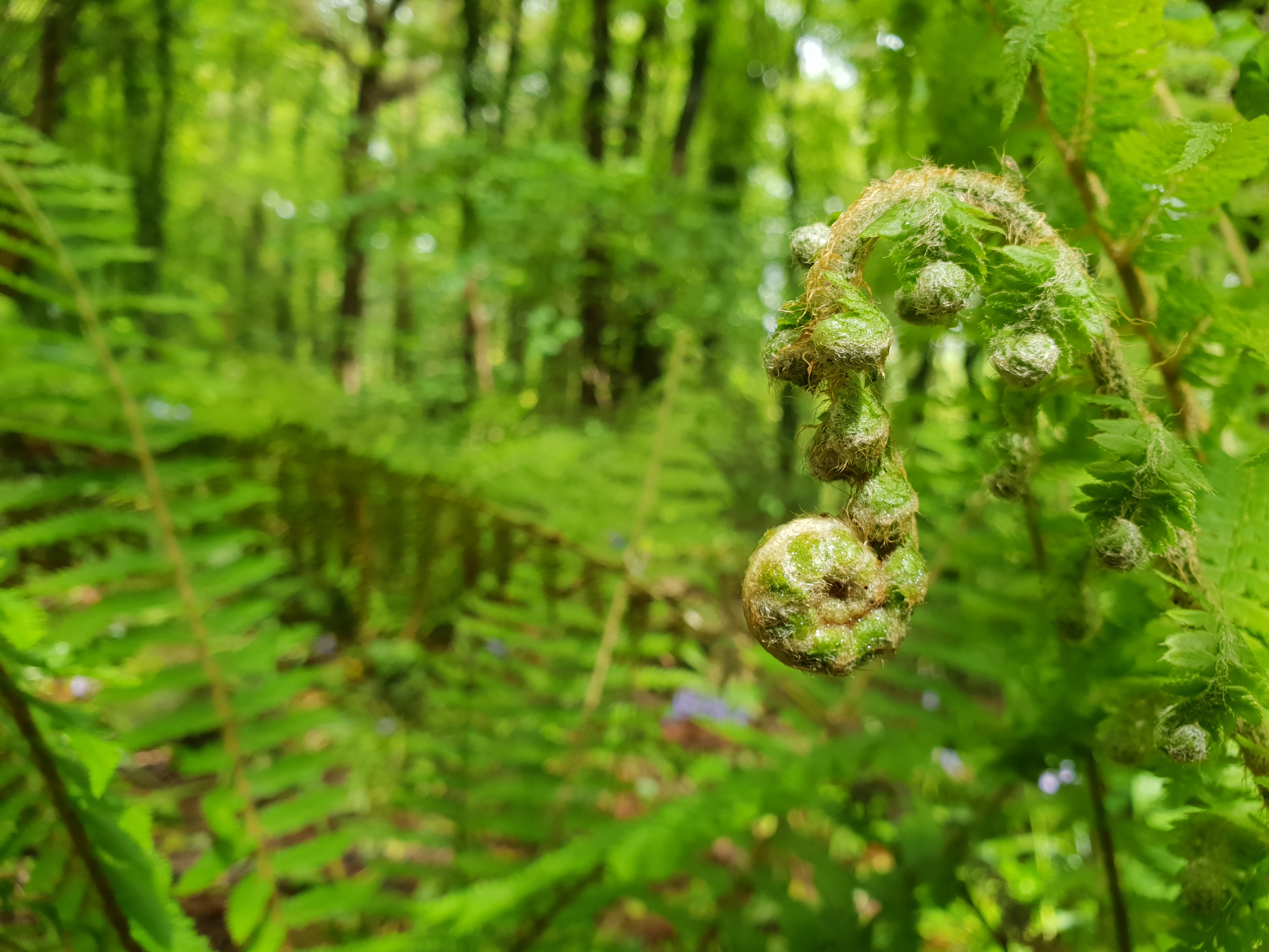 Nature Ferns Forest Plants 4032x3024