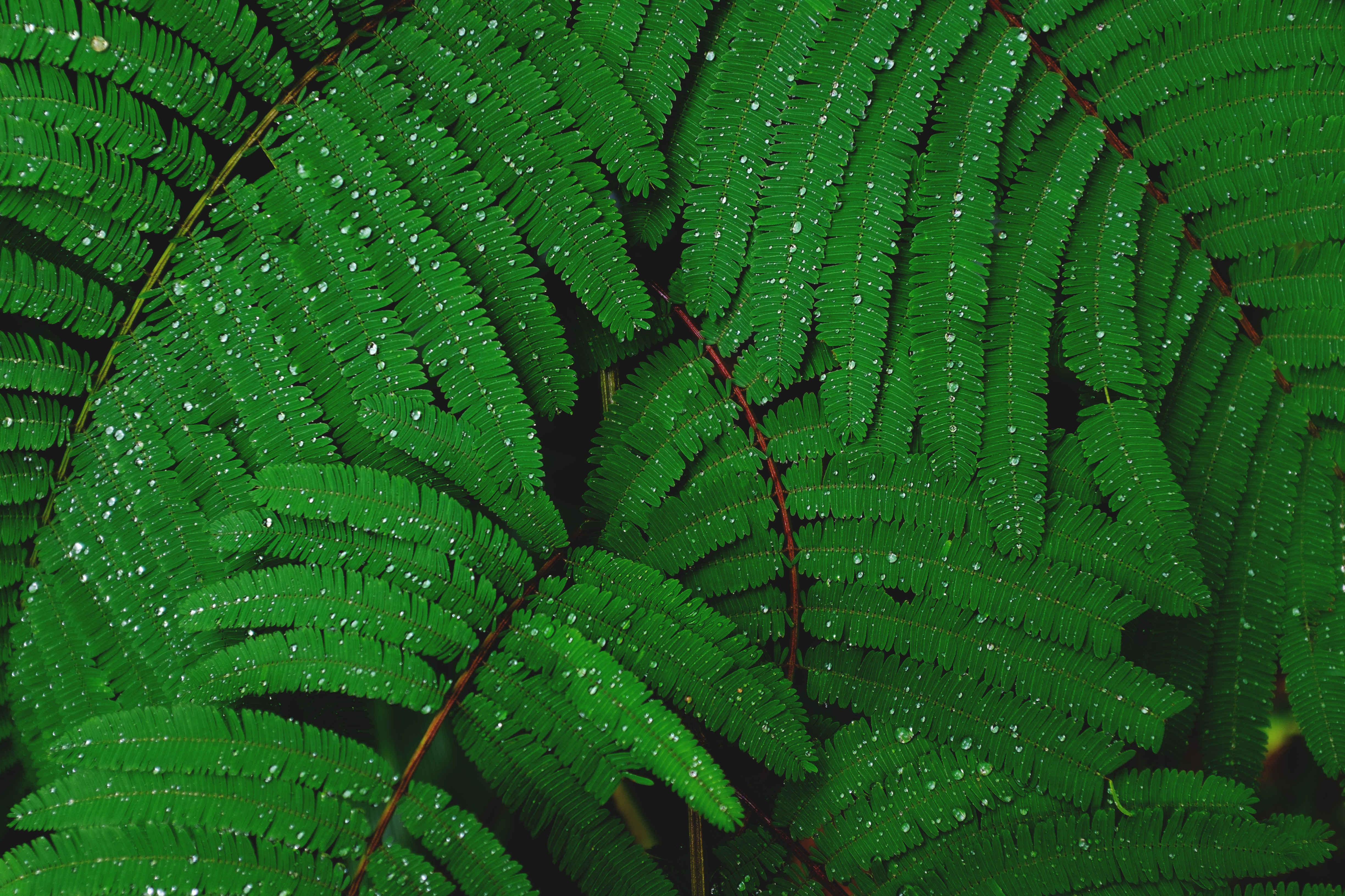 Leaves Nature Plants Water Drops 4896x3264