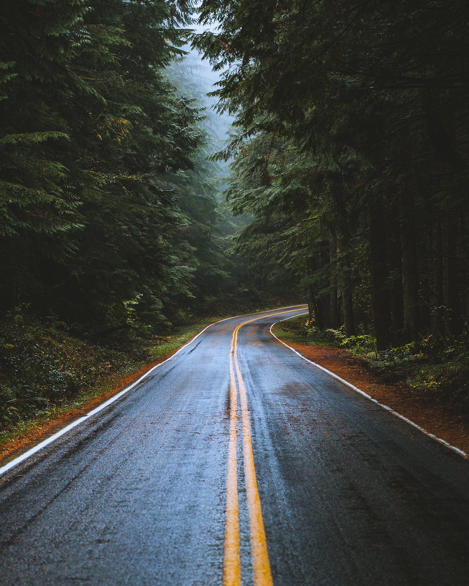 Road Trees Forest Wet Road Nature Portrait Display Vertical 1638x2048