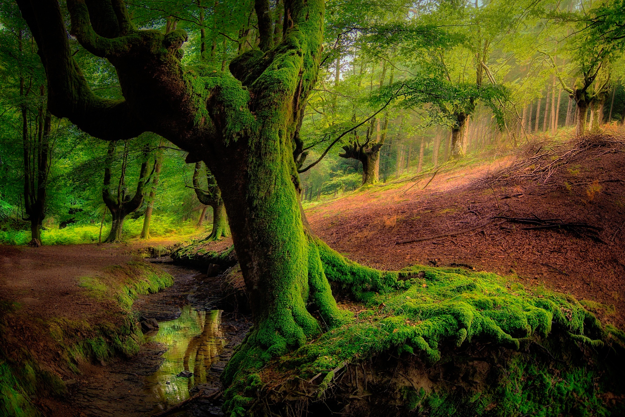 Forest Greenery Moss Nature Tree 2048x1365