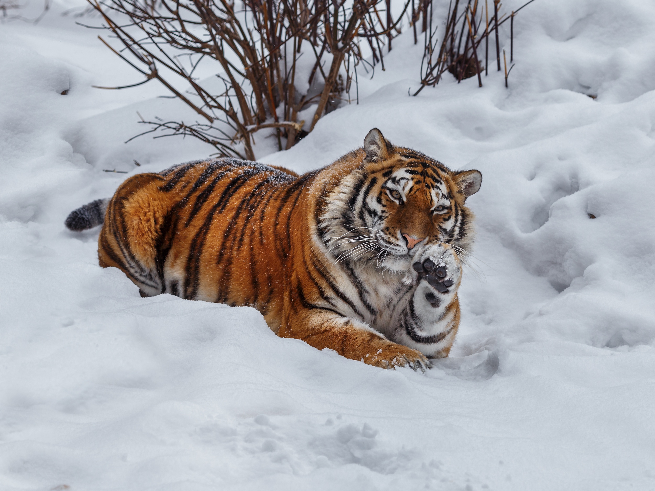Big Cat Predator Animal Snow Wildlife 2500x1875
