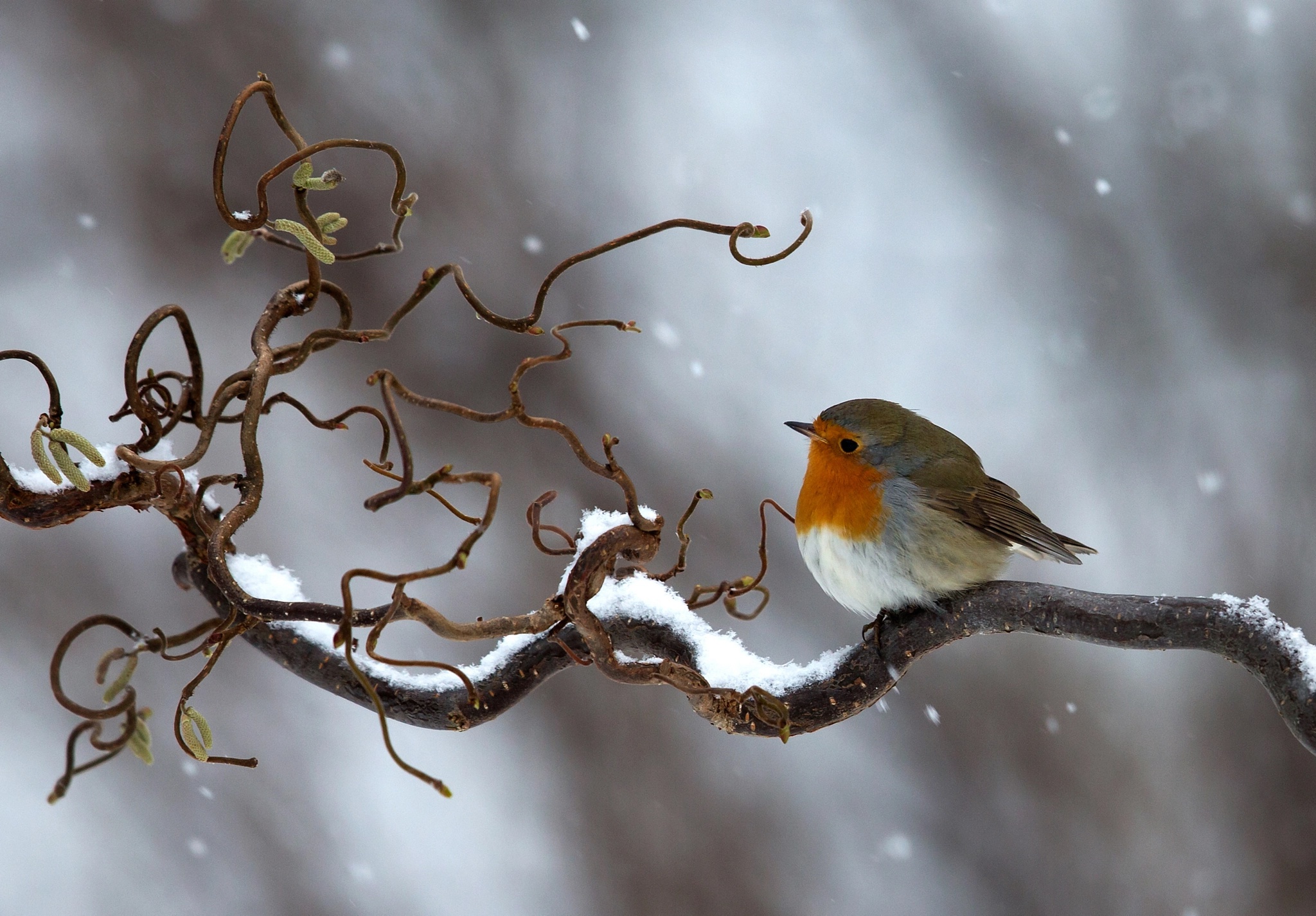 Bird Branch Winter Snow Wildlife 2048x1425