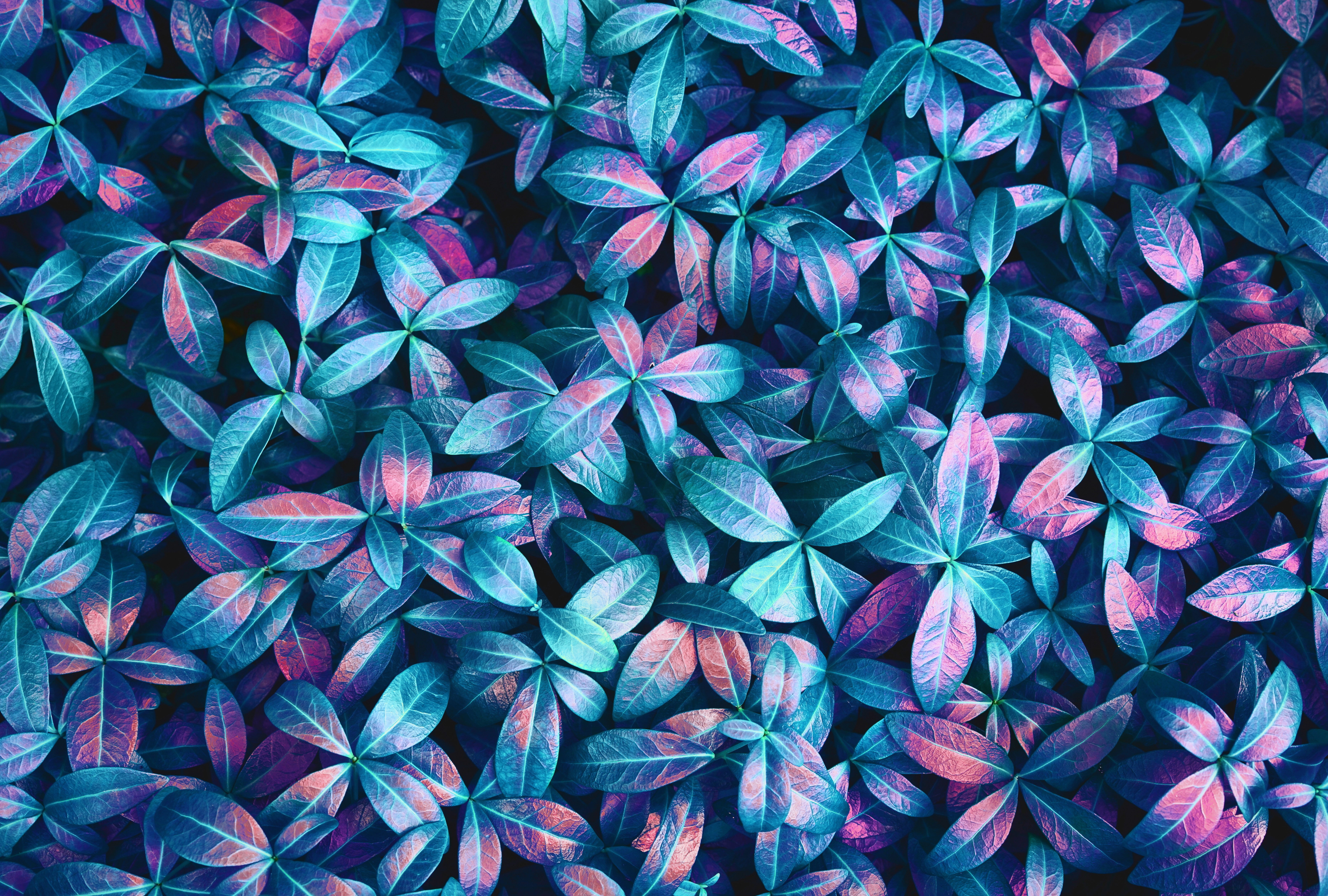 Plants Leaves Pink Blue Purple Backdrop Spring Lights Neon Green Details Abstract Colorful 7458x5033