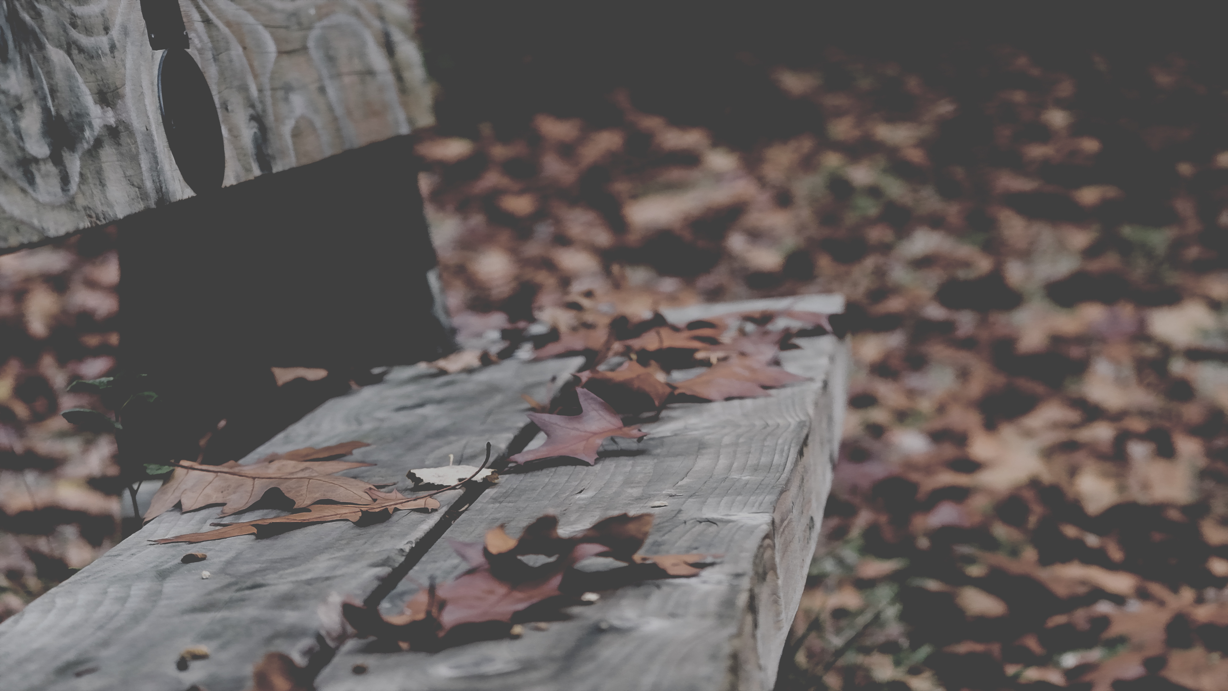 Annie Spratt Bench Foliage Leaves Fall Fallen Leaves 4000x2250