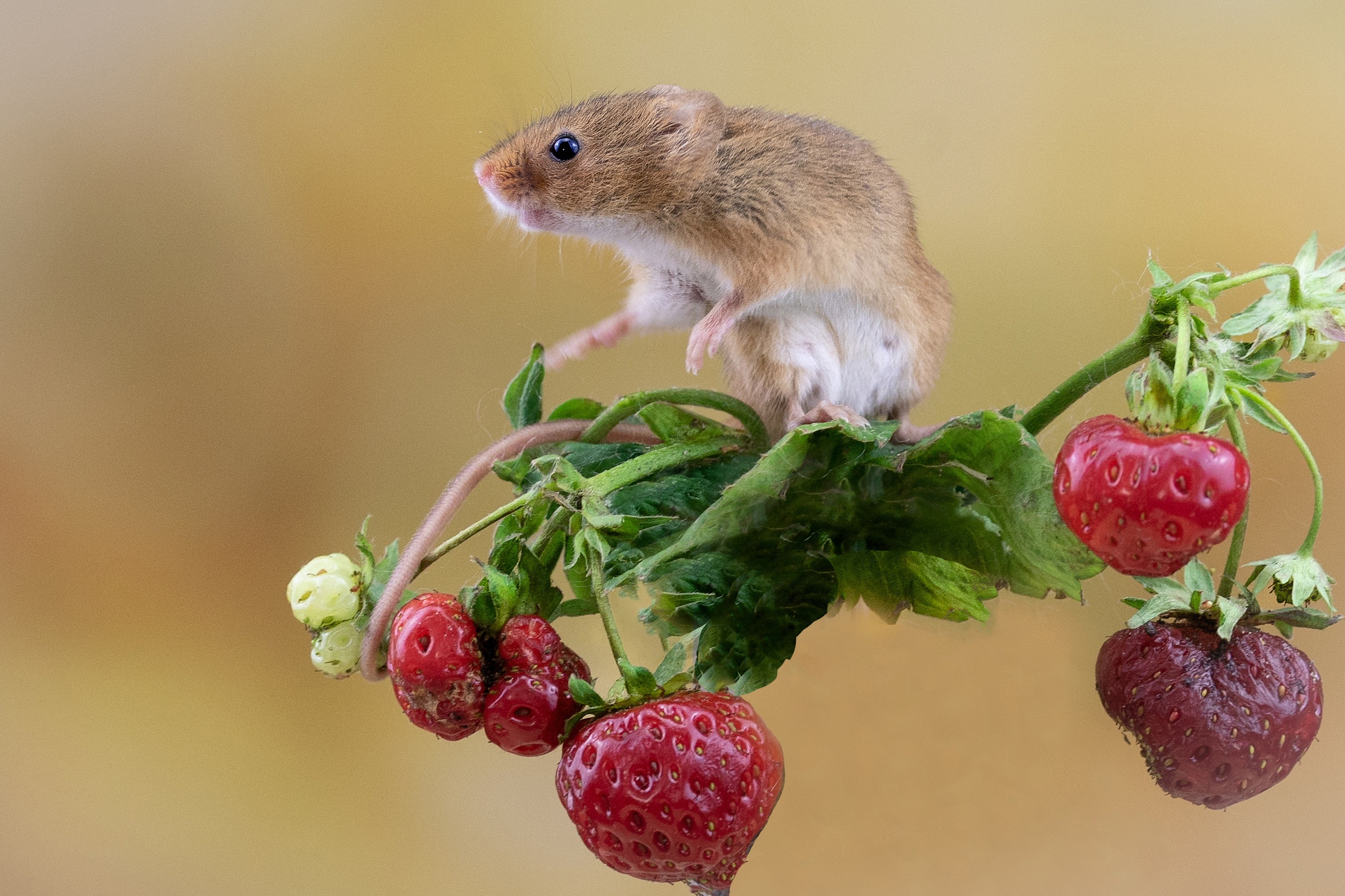 Berry Strawberry Rodent Harvest Mouse 2219x1479