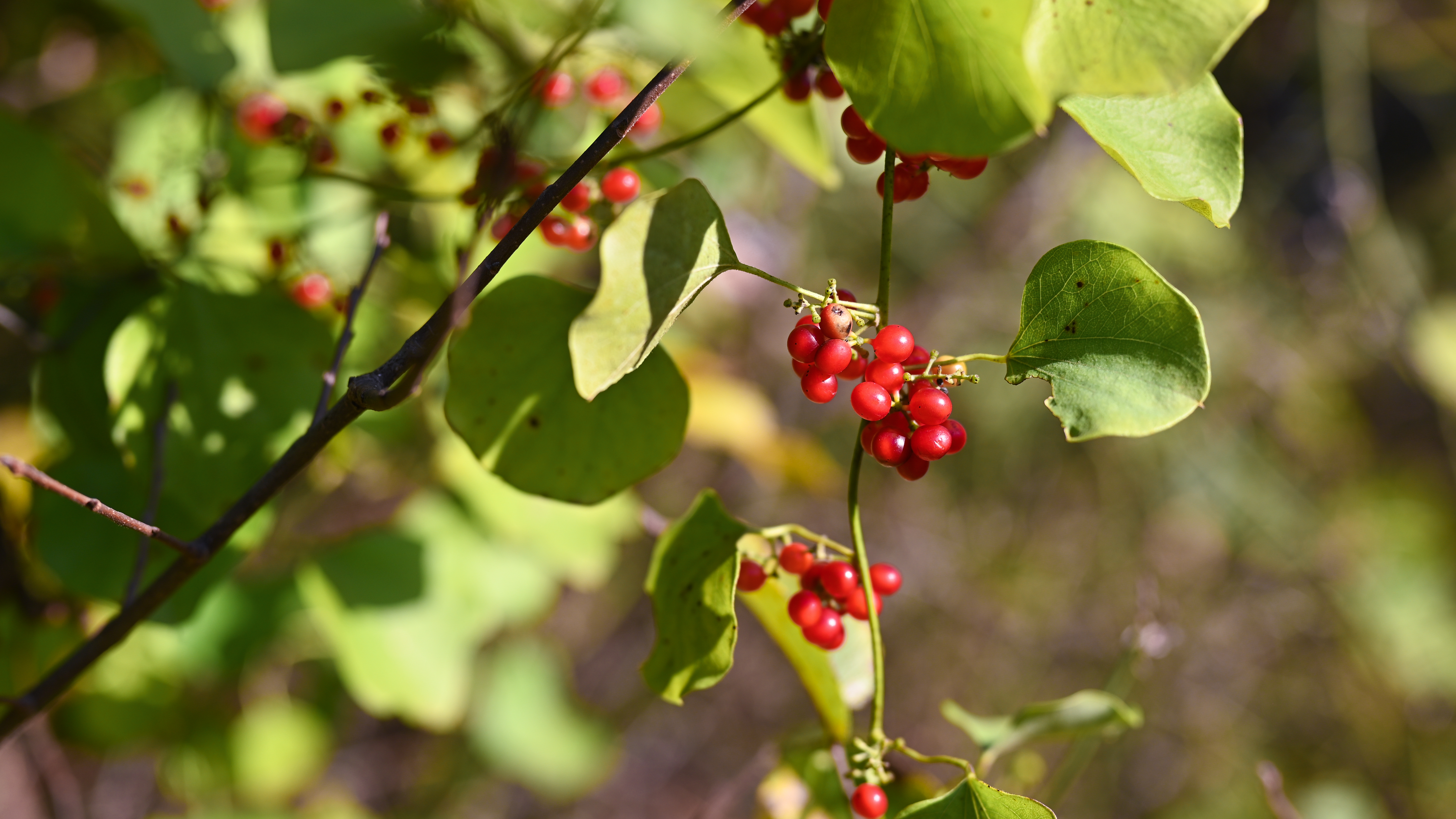 Nature Red Berries Plants Outdoors Fall Photography Harvest 5397x3036