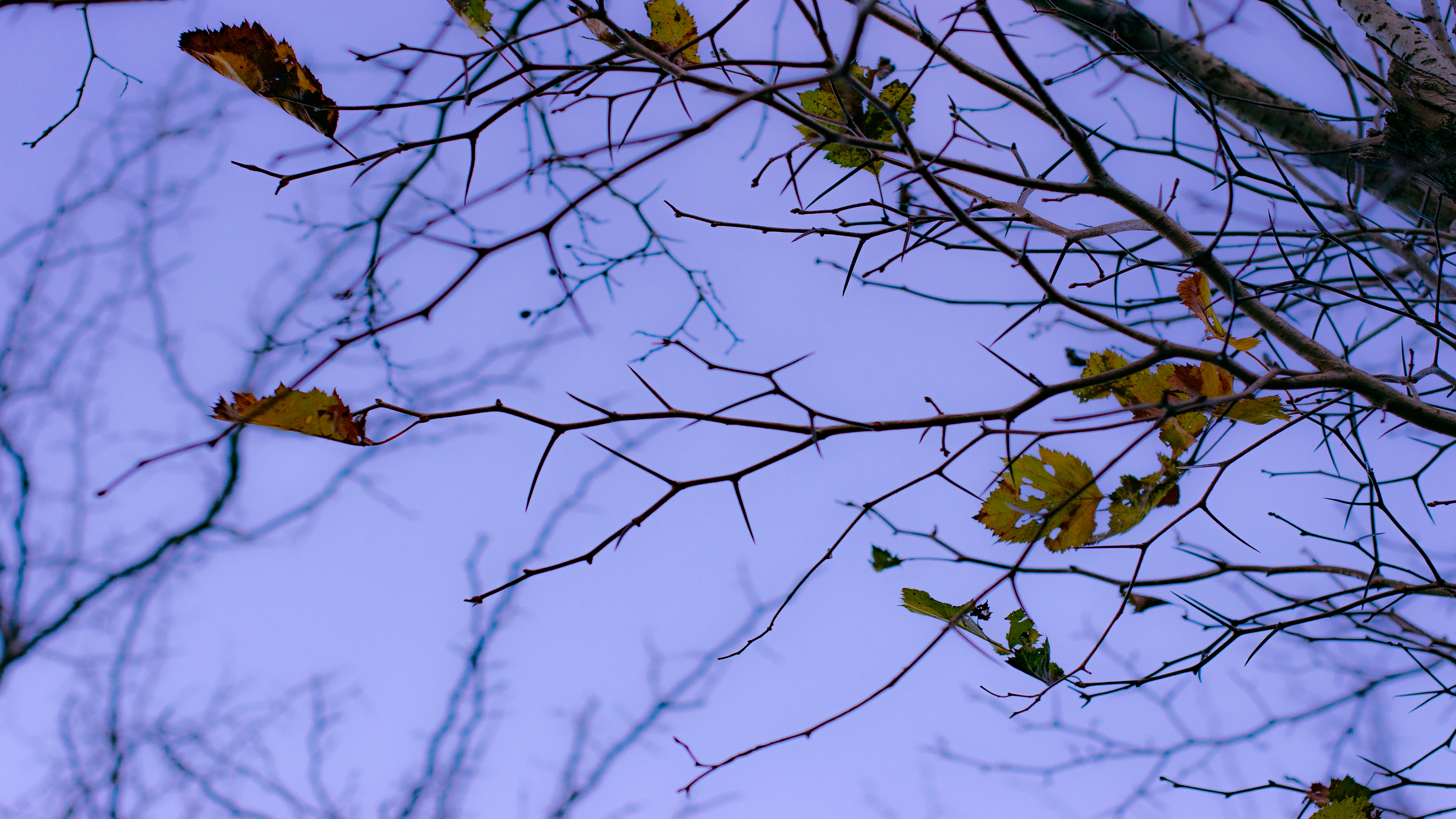 Leaves Foliage Branch Bokeh Depth Of Field Sky Blue 3840x2160