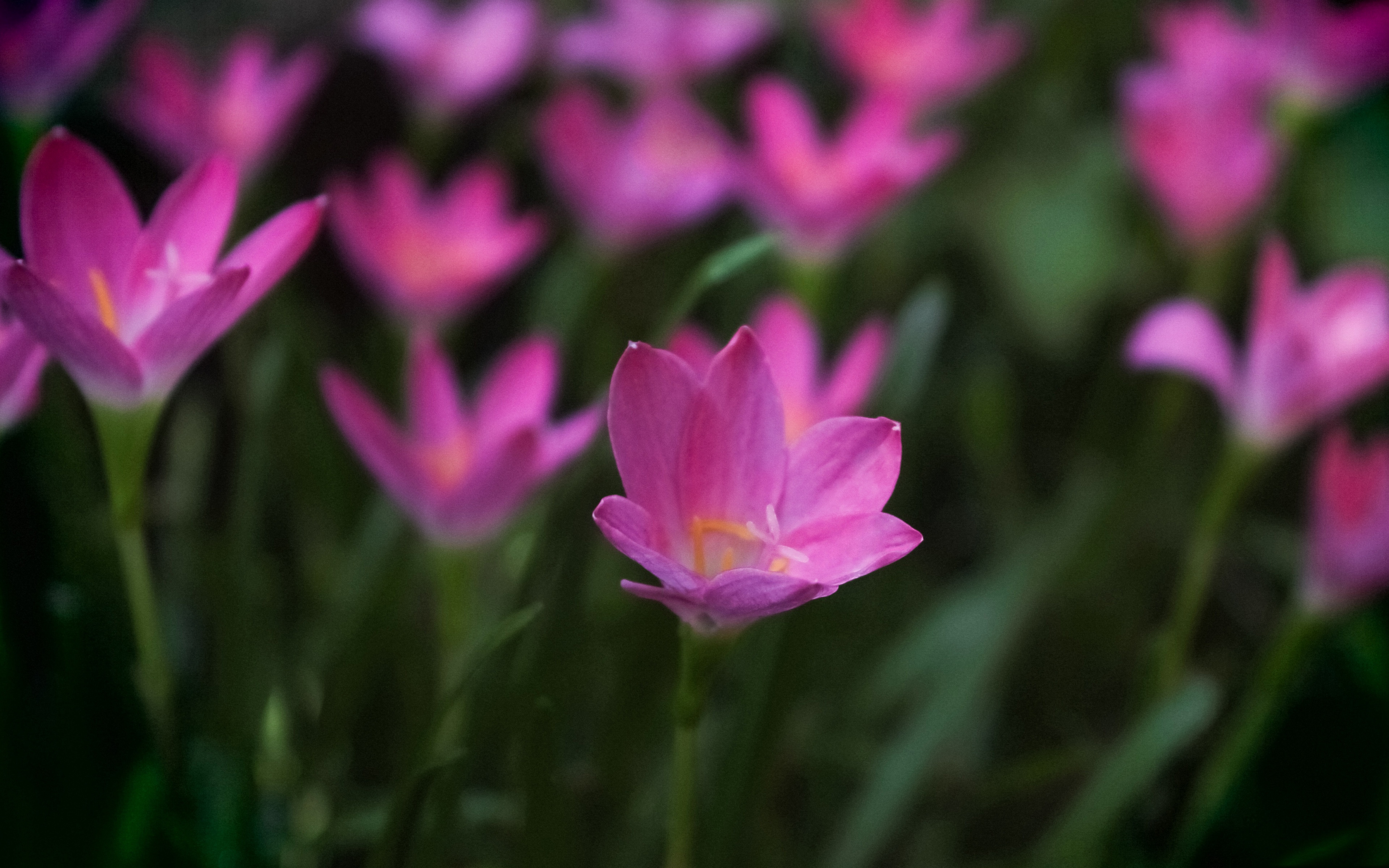 Nature Pink Flower 3840x2400