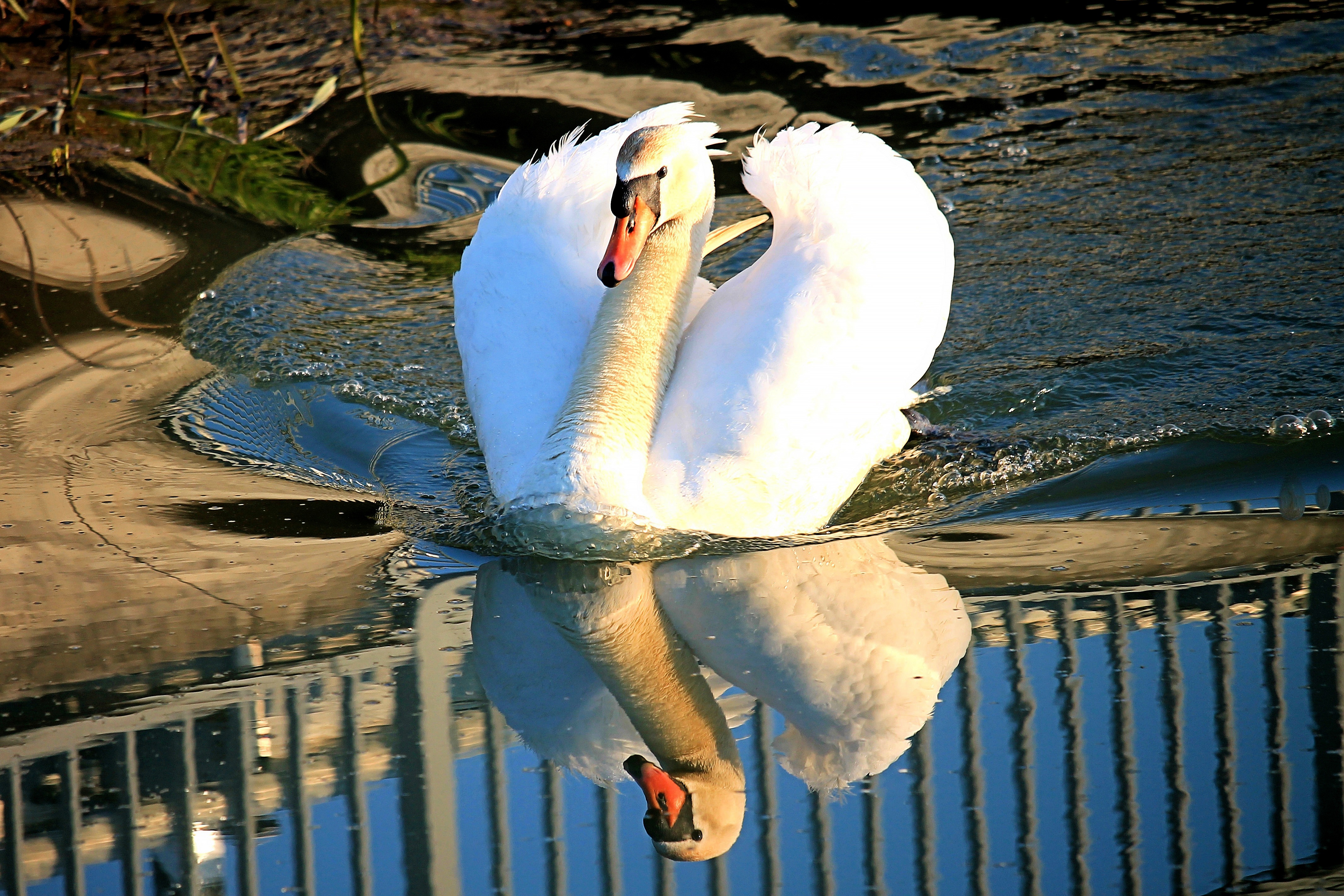 Reflection Swan 4272x2848