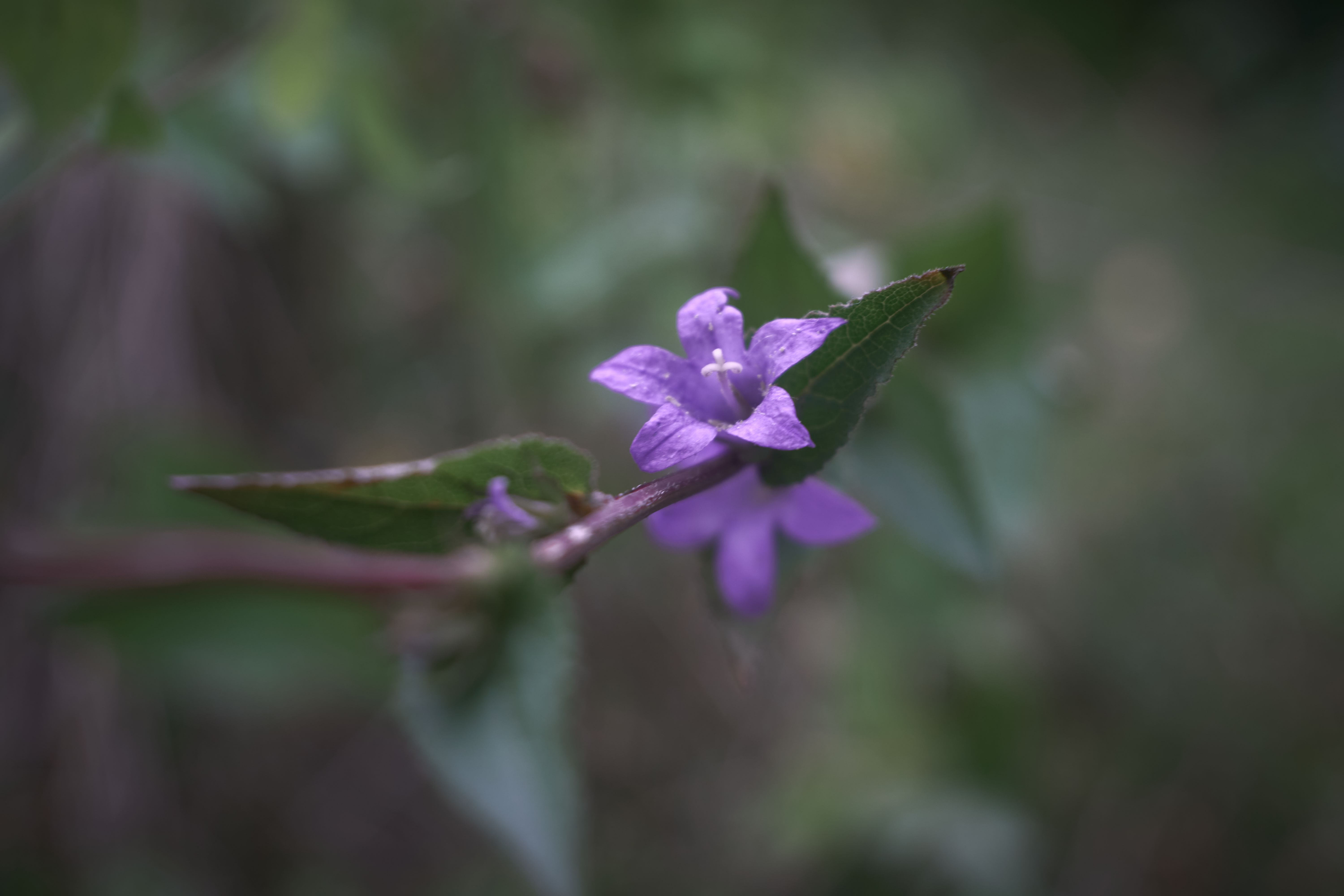 Flowers Blurred Bokeh Leaves Nature Plants Purple Flower 6000x4000
