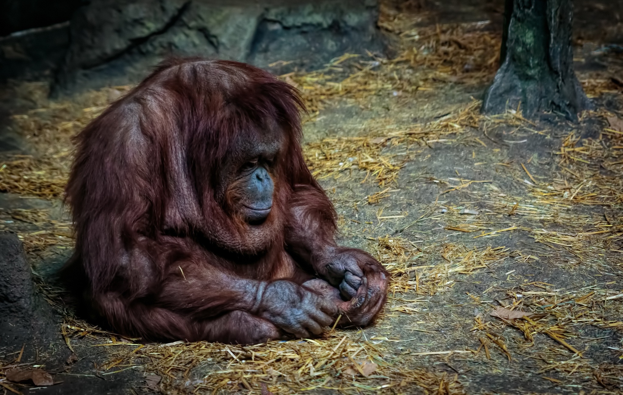 Monkey Orangutan Primate Wildlife 2048x1298