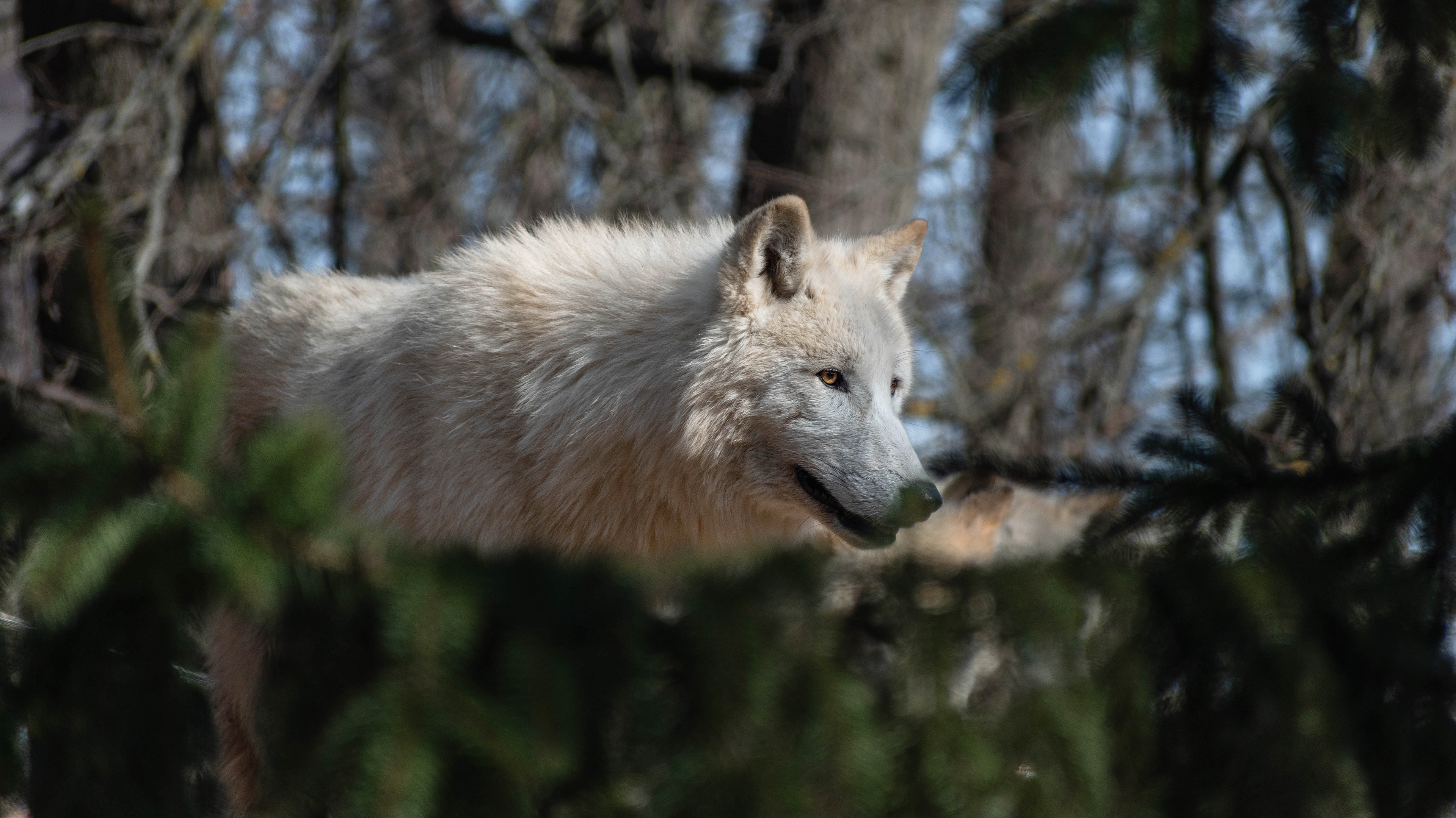 White Wolf Wildlife Wolf 3840x2160