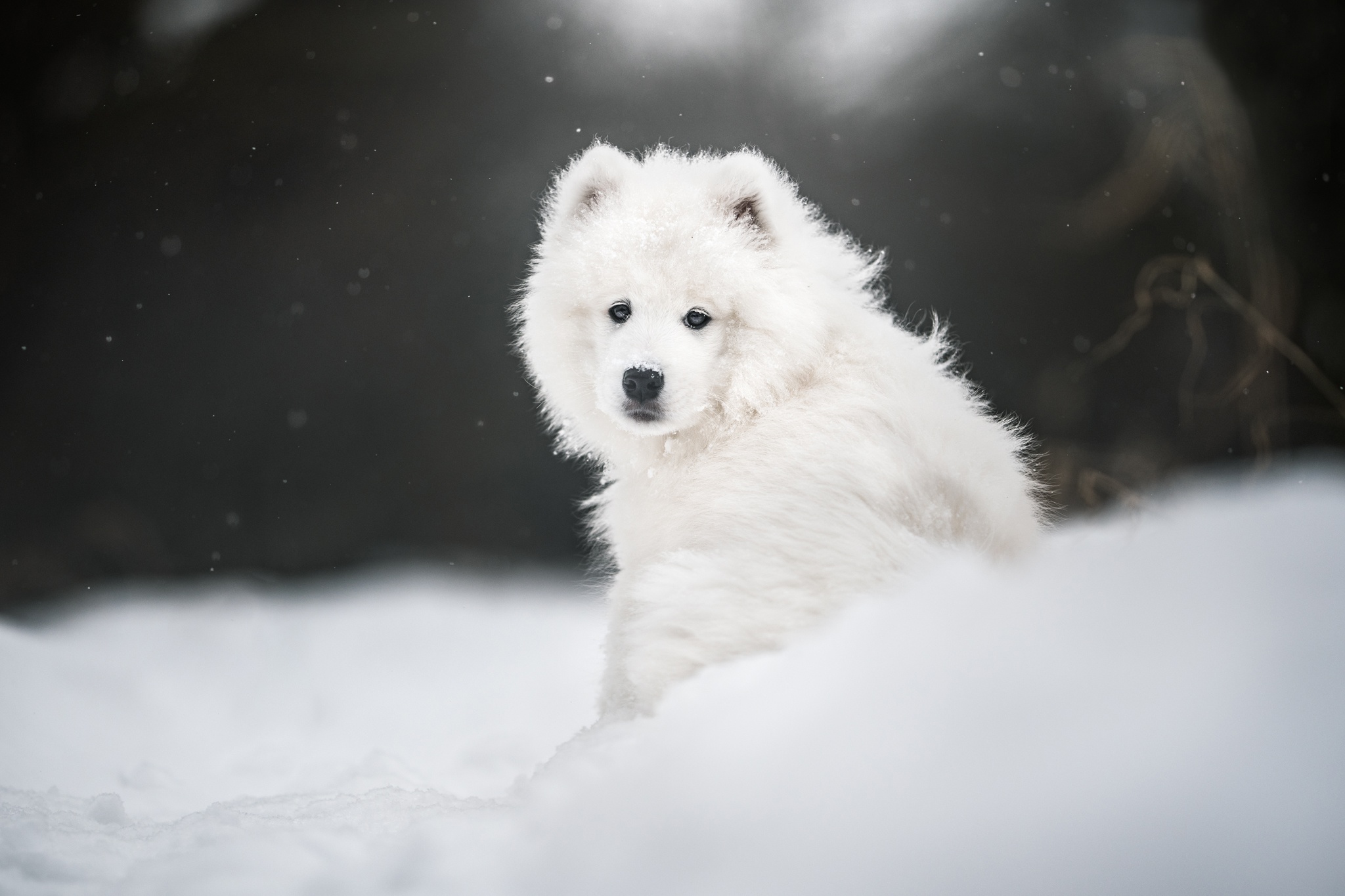 Snow Dog Pet 2048x1365