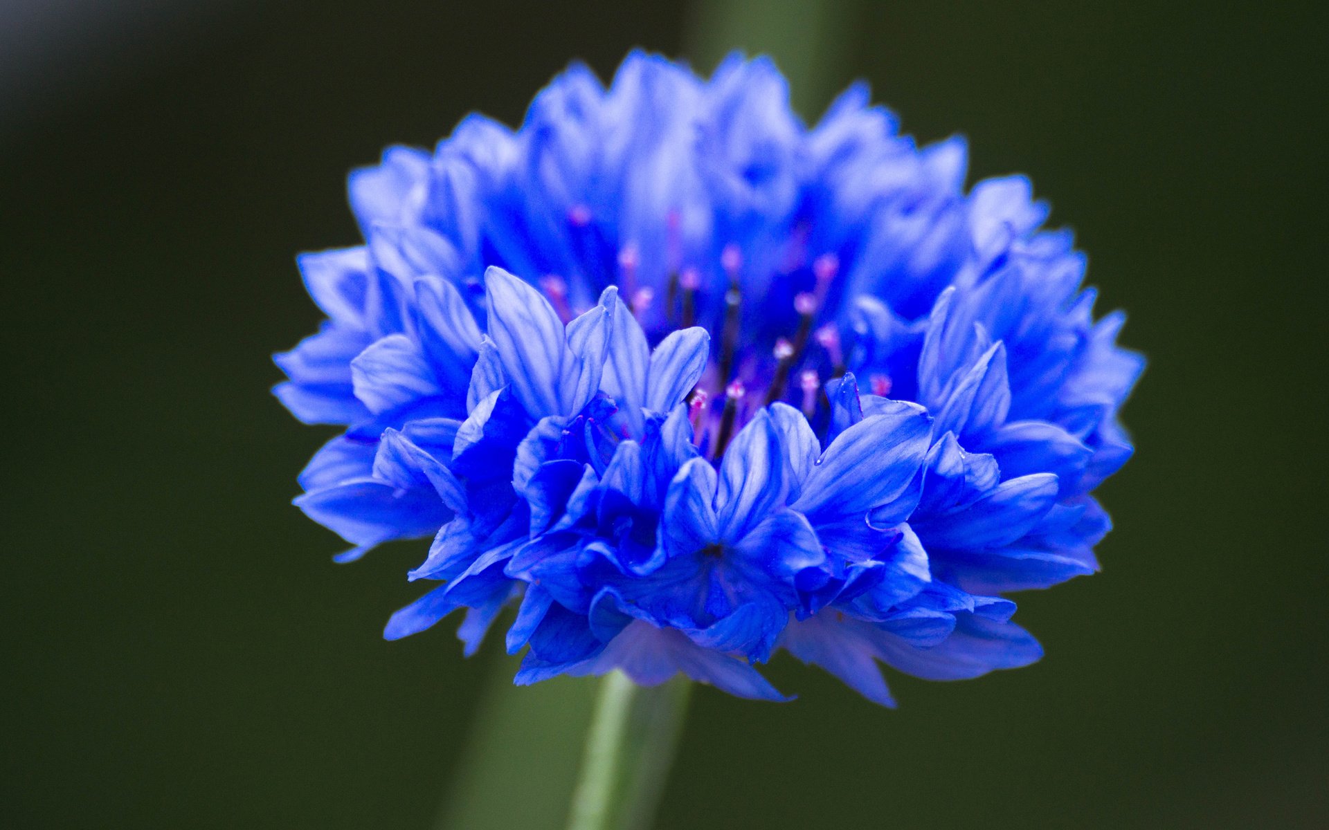 Blue Flower Macro Nature 1920x1200