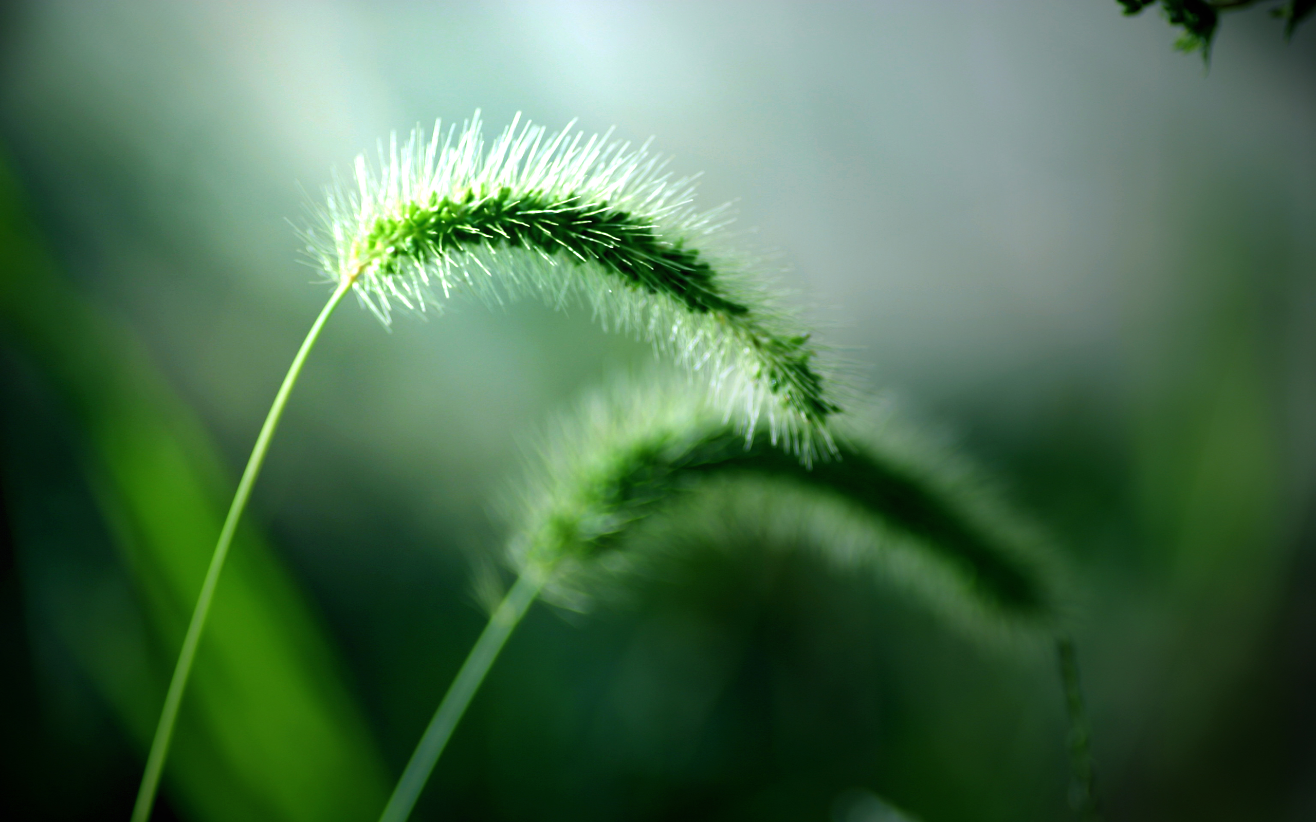 Grass Green Macro Blurred 2560x1600