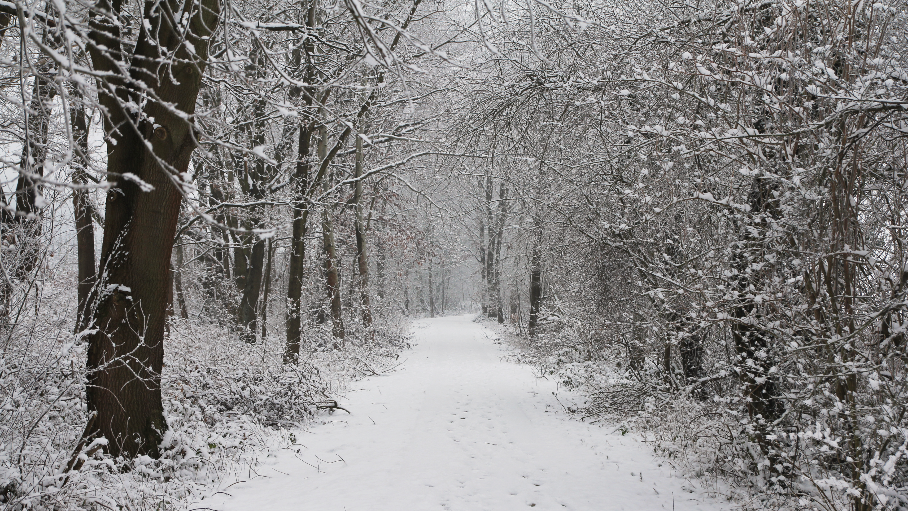 Snow Nature Forest Trees Path Winter 3840x2160
