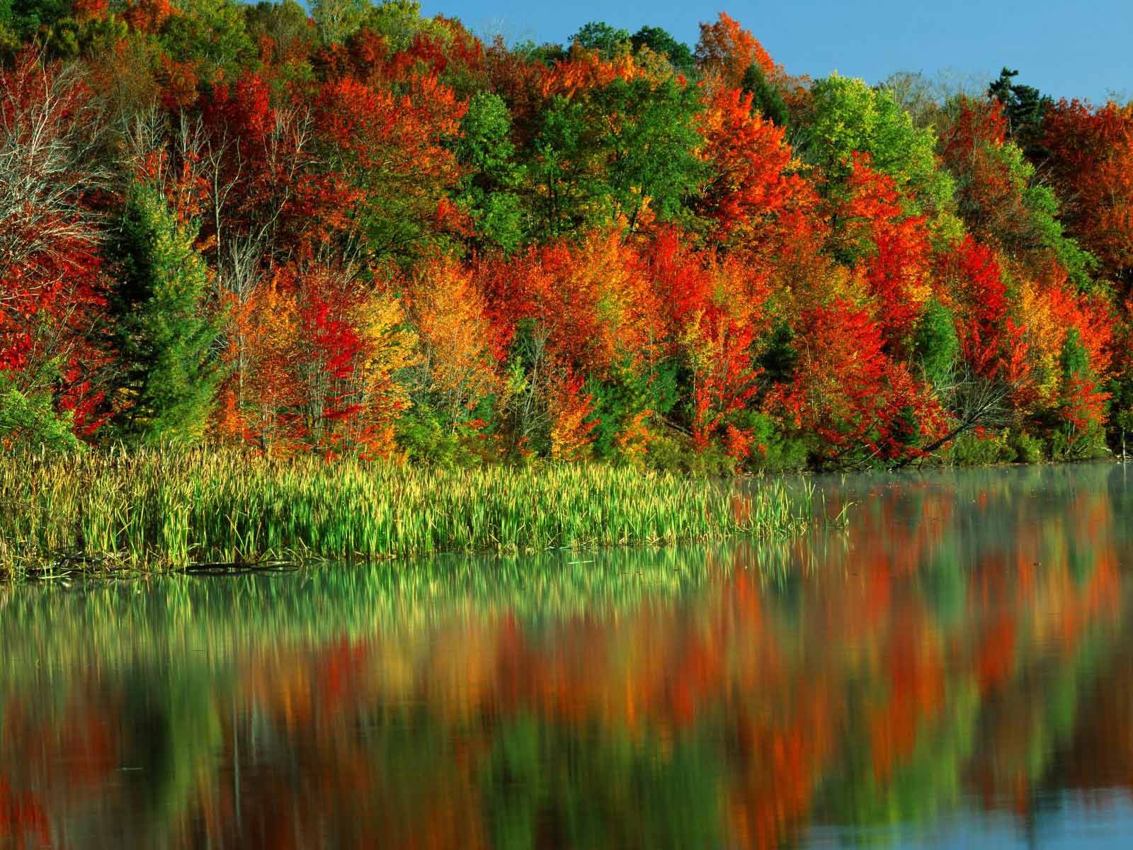 Colorful Forest Leaf Nature Reflection Scenic Water 1600x1200