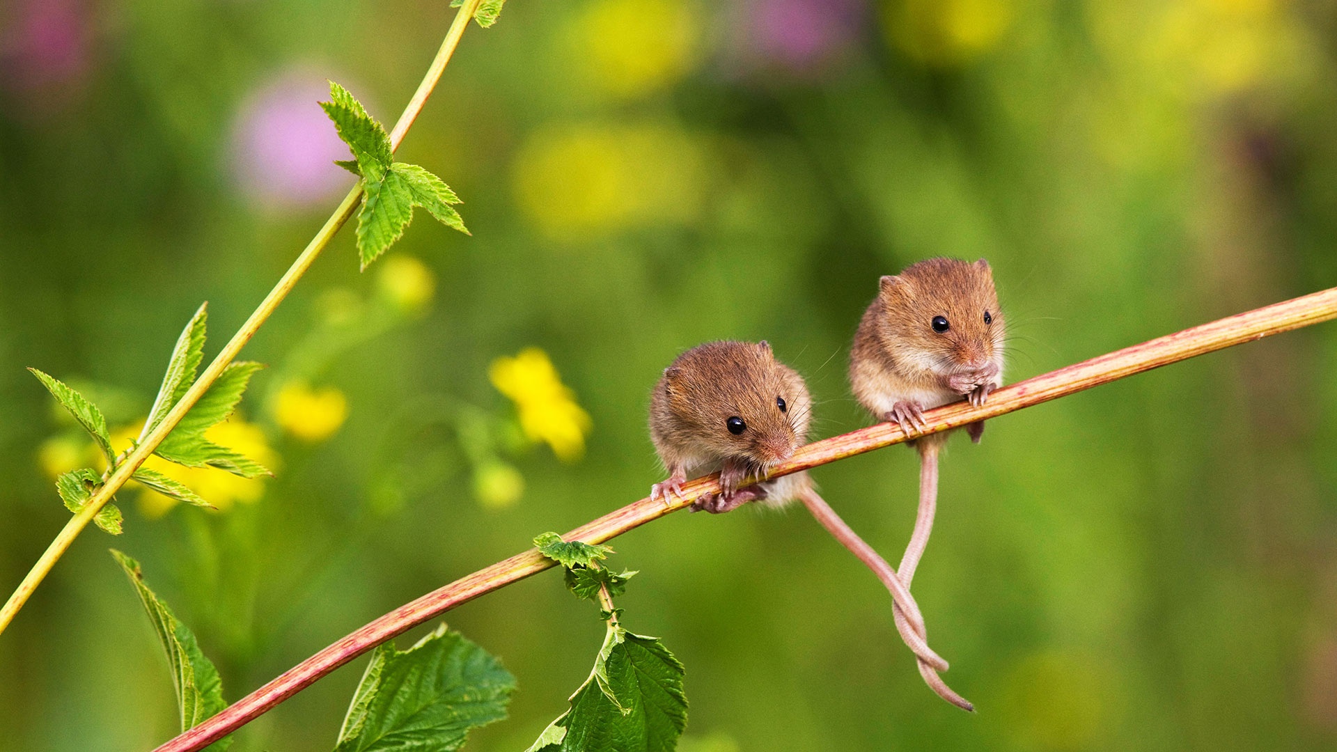 Rodent Wildlife Harvest Mouse 1920x1080