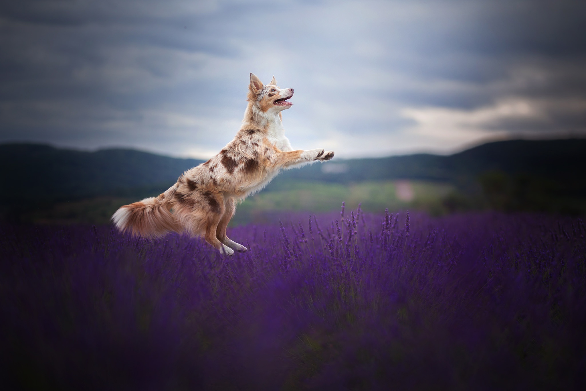Dog Pet Lavender Depth Of Field 2048x1365