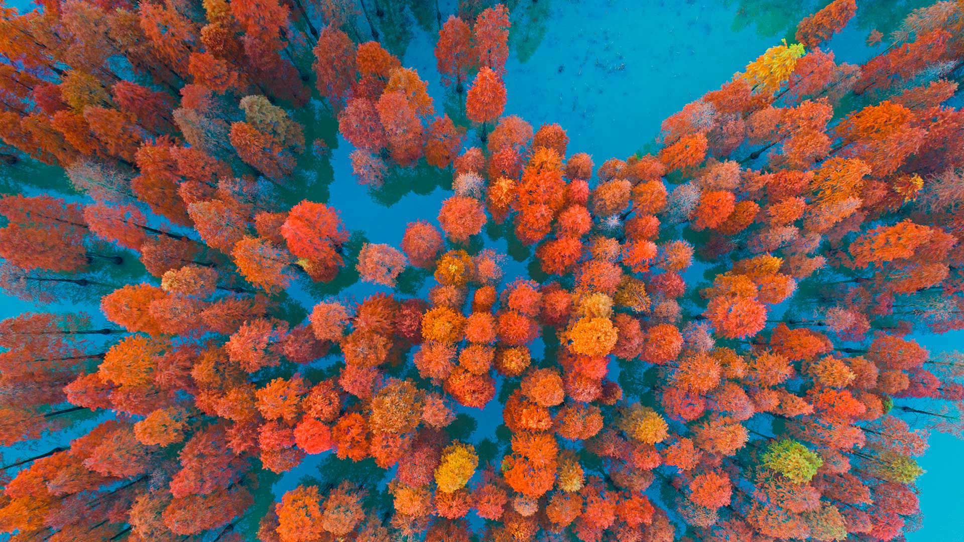 Aerial Forest Foliage 1920x1080