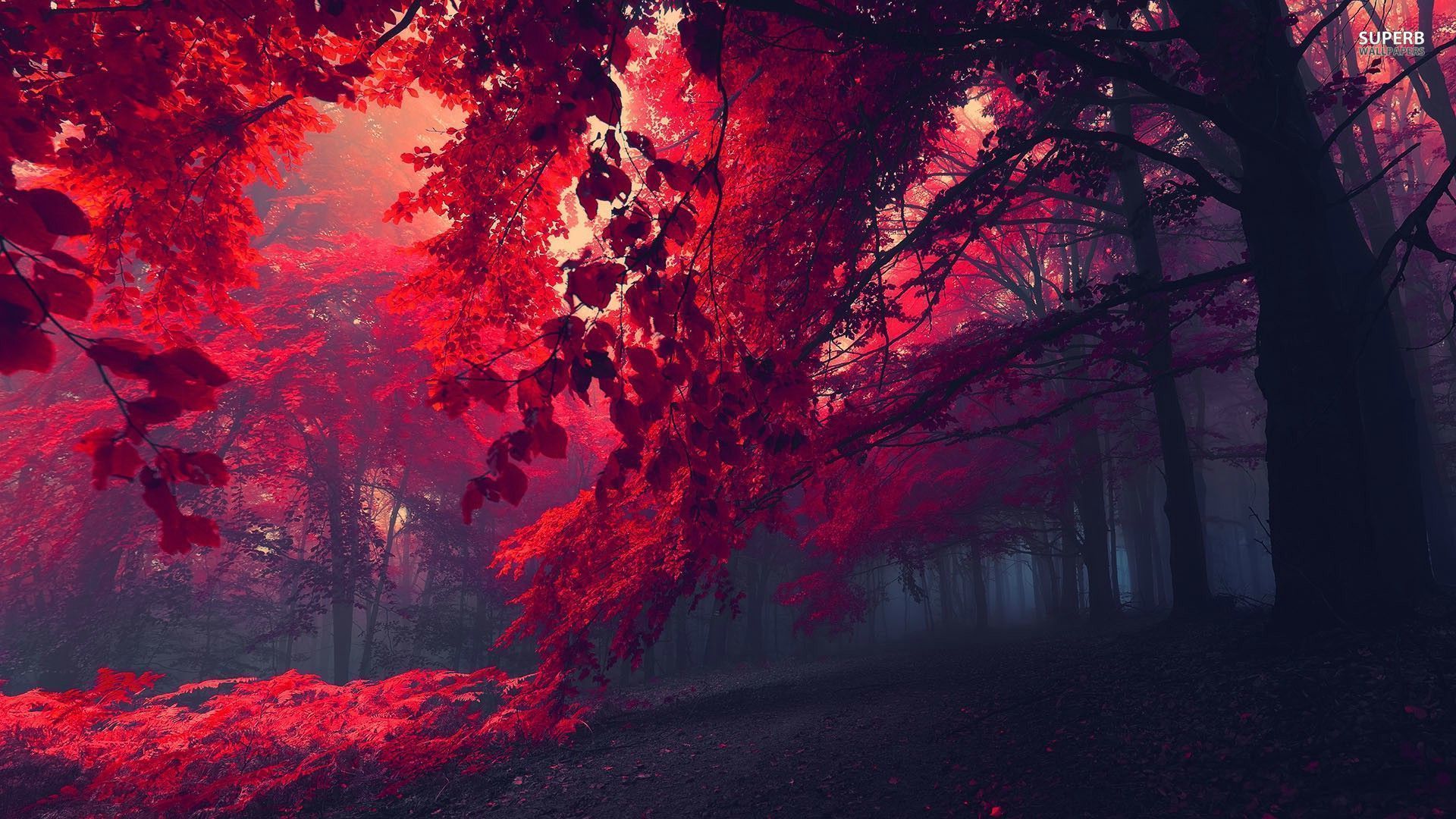 Red Red Leaves Trees Forest Mistery Nature 1920x1080