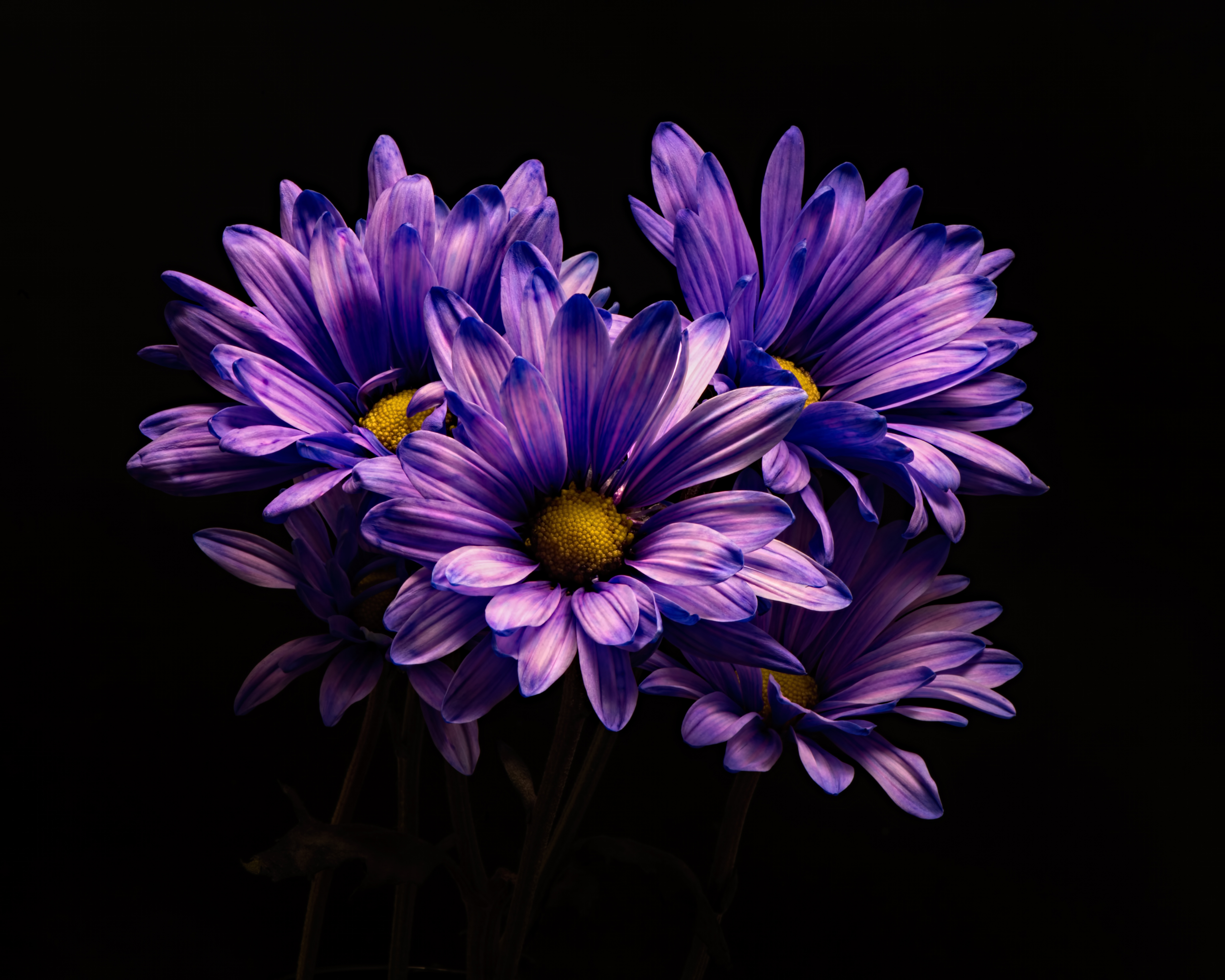 Purple Flower 5000x4000